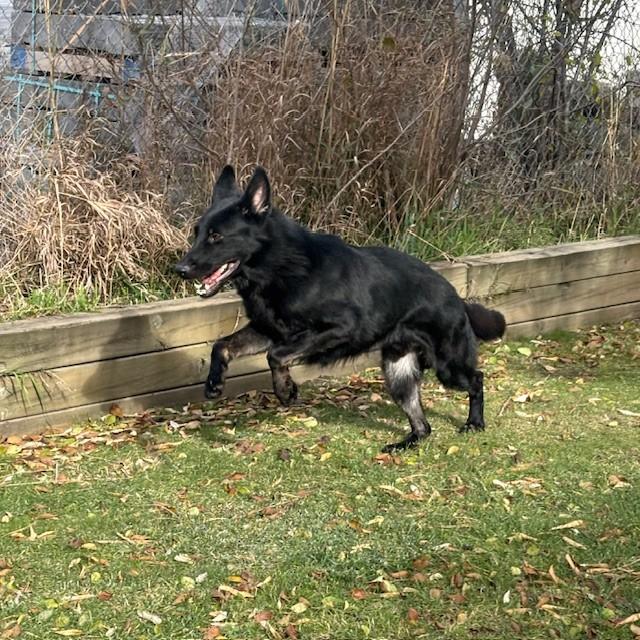 Damian, a Adoptable German Shepherd Dog image 3/3