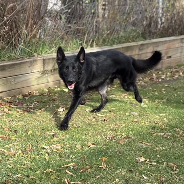 Damian, a Adoptable German Shepherd Dog image 2/3
