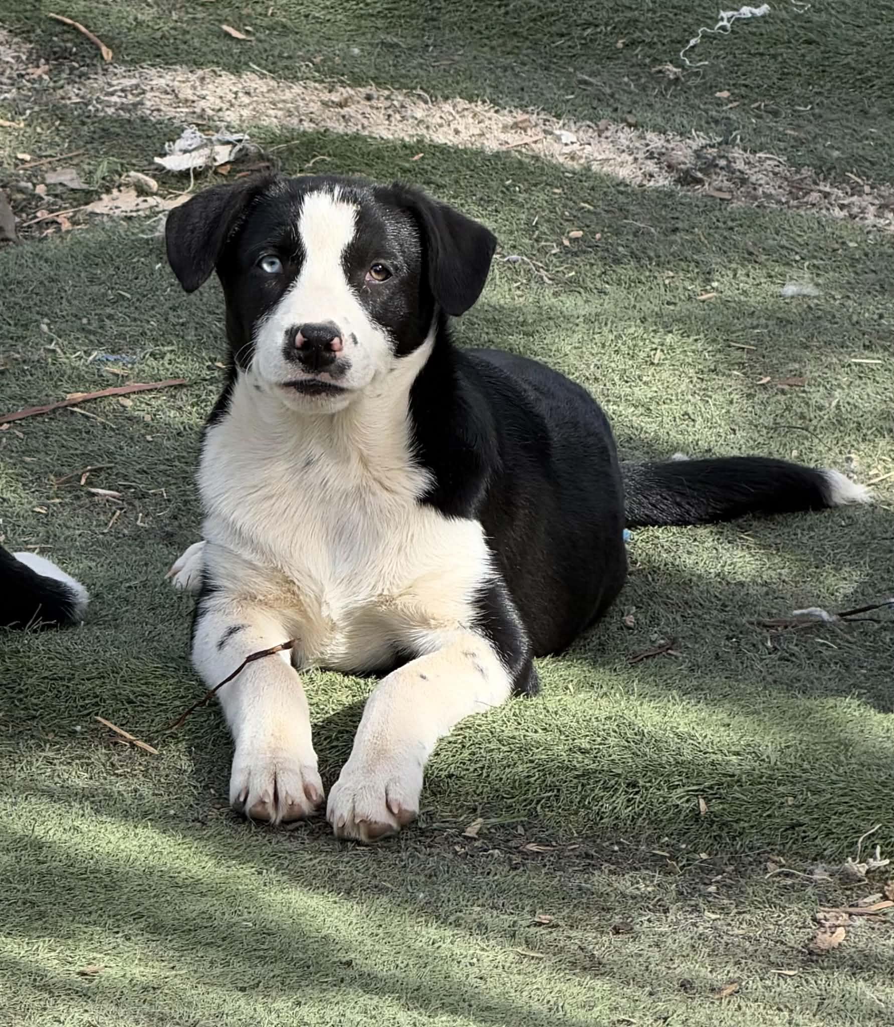 Baby blue, Adoptable, Puppy Female Border Collie.