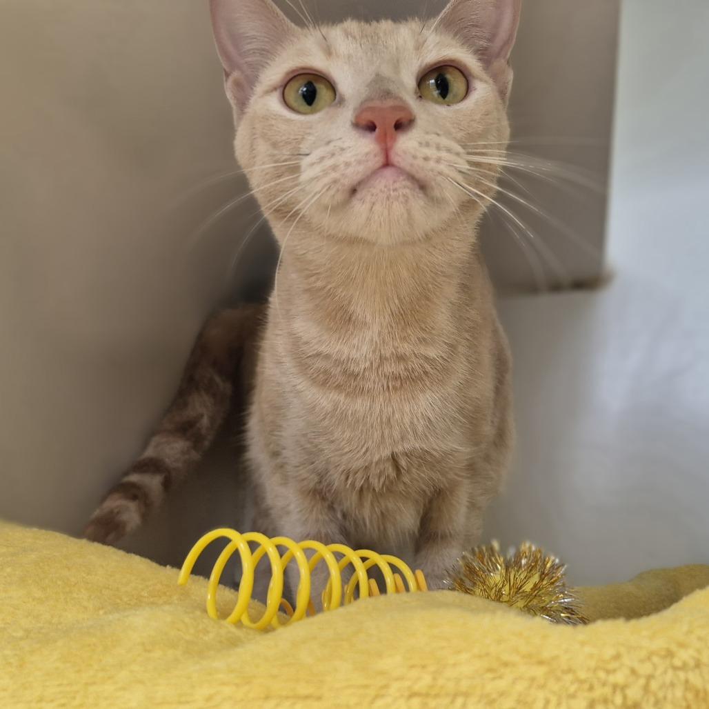 Enlarge Sandy, a Adoptable Domestic Short Hair in Weimar, CA image 2/2