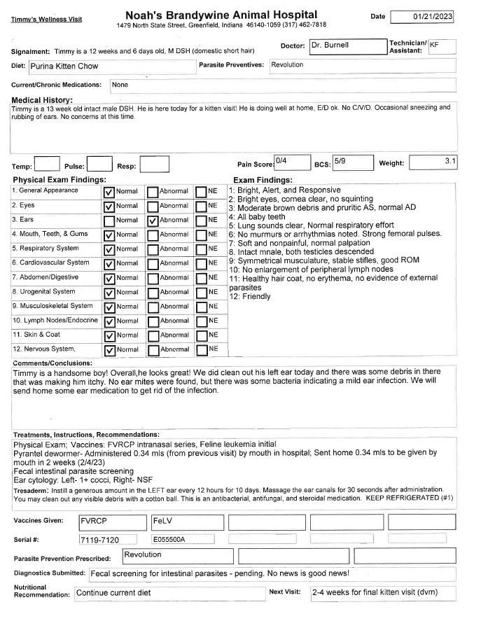 Tabby, Adoptable, Adult Male Domestic Short Hair.