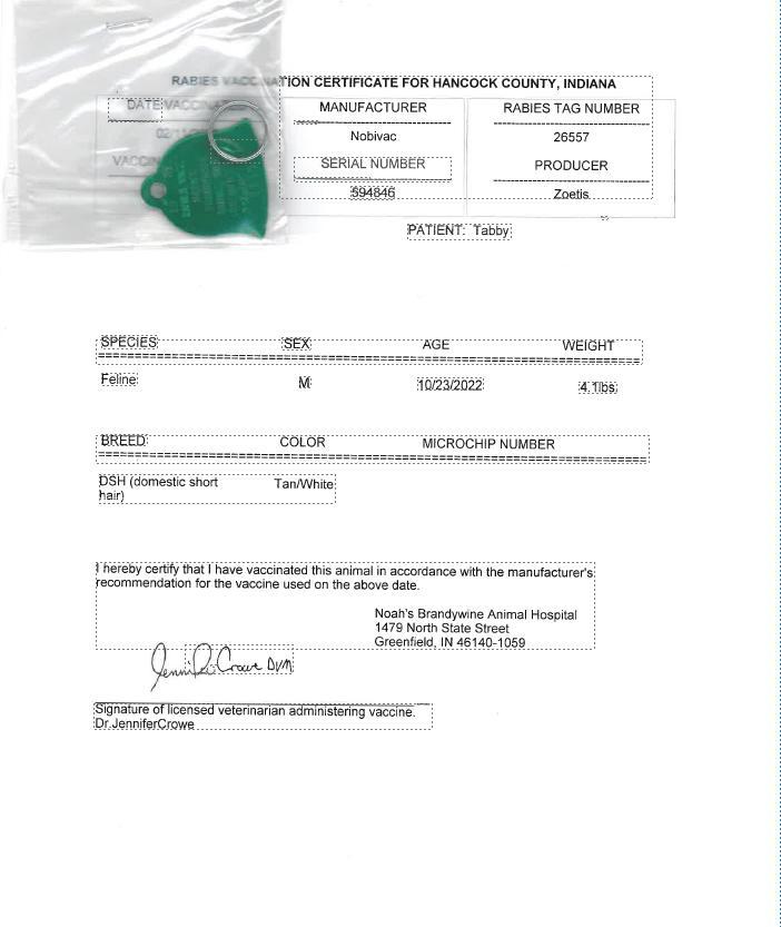 Enlarge Tabby, a Adoptable mixed breed in Greenfield, IN image 2/6