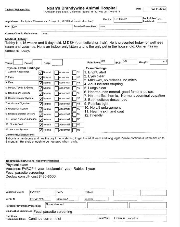 Enlarge Tabby, a Adoptable mixed breed in Greenfield, IN image 4/6