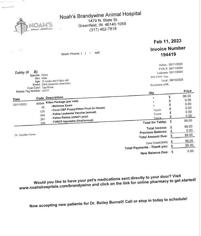 Enlarge Tabby, a Adoptable mixed breed in Greenfield, IN image 6/6