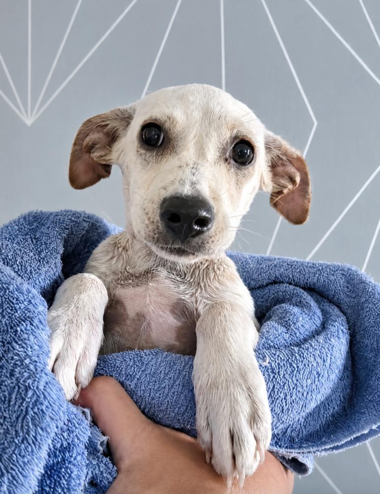 Birdie, Adoptable, Puppy Female Terrier & Terrier.