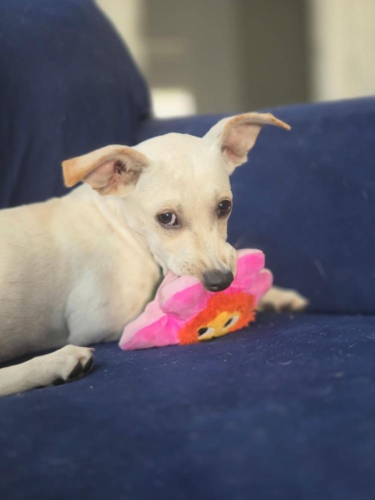 Birdie, a Adoptable mixed breed in Boulder, CO image 2/6