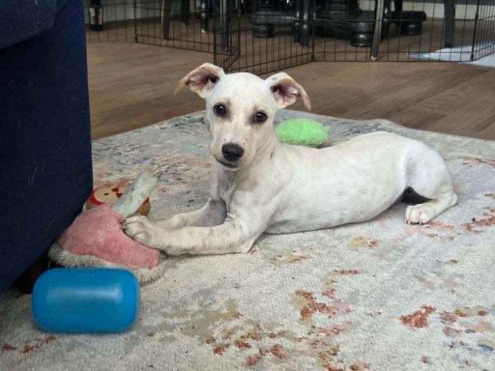 Birdie, a Adoptable mixed breed in Boulder, CO image 4/6