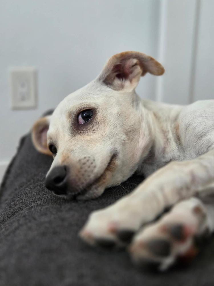 Birdie, a Adoptable mixed breed in Boulder, CO image 5/6