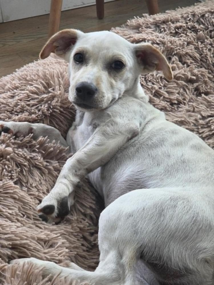 Birdie, a Adoptable mixed breed in Boulder, CO image 6/6