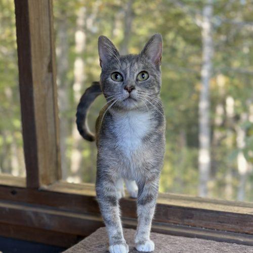 Enlarge Grits, a Adoptable mixed breed in Knoxville, TN image 1/5