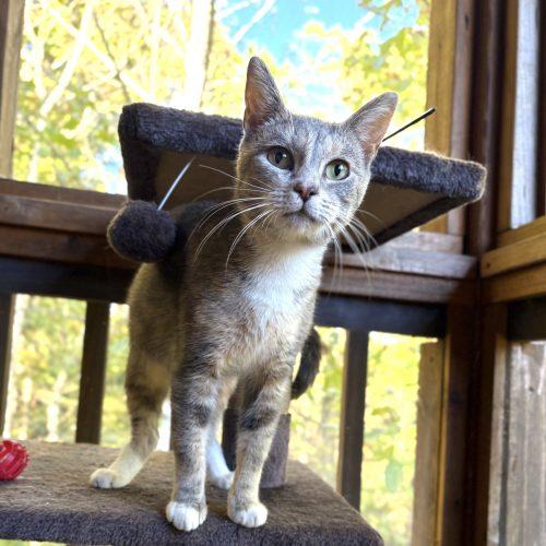 Enlarge Grits, a Adoptable mixed breed in Knoxville, TN image 2/5