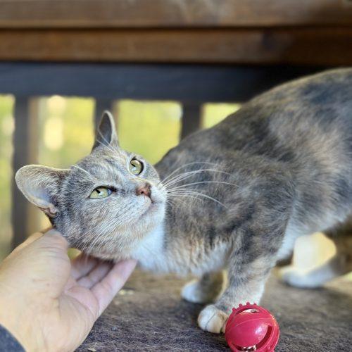 Enlarge Grits, a Adoptable mixed breed in Knoxville, TN image 3/5