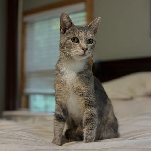 Enlarge Grits, a Adoptable mixed breed in Knoxville, TN image 5/5