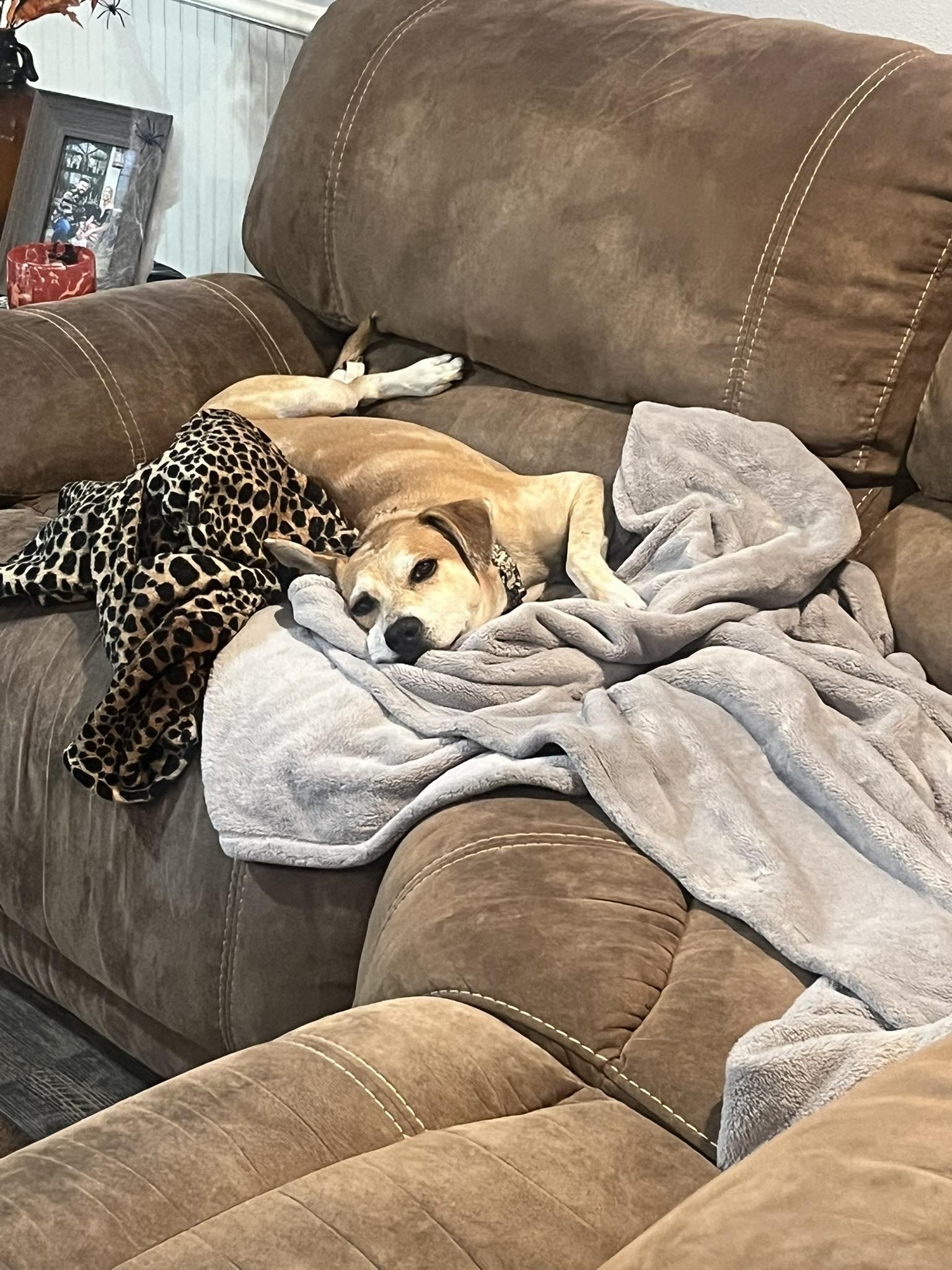 Enlarge Henry, a Adoptable mixed breed in Grand Rapids, MI image 5/5