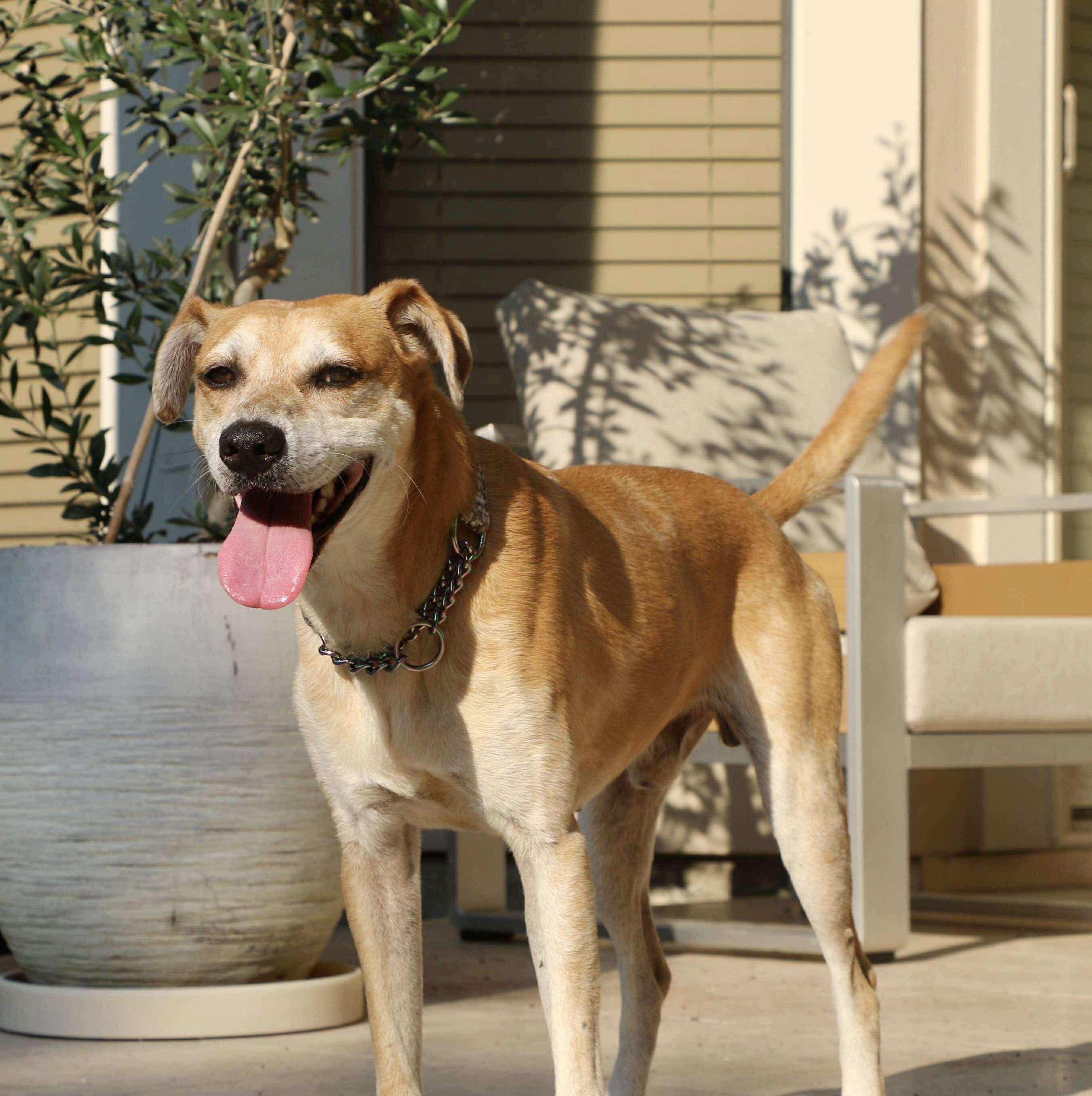 Henry, Adoptable, Adult Male Catahoula Leopard Dog.