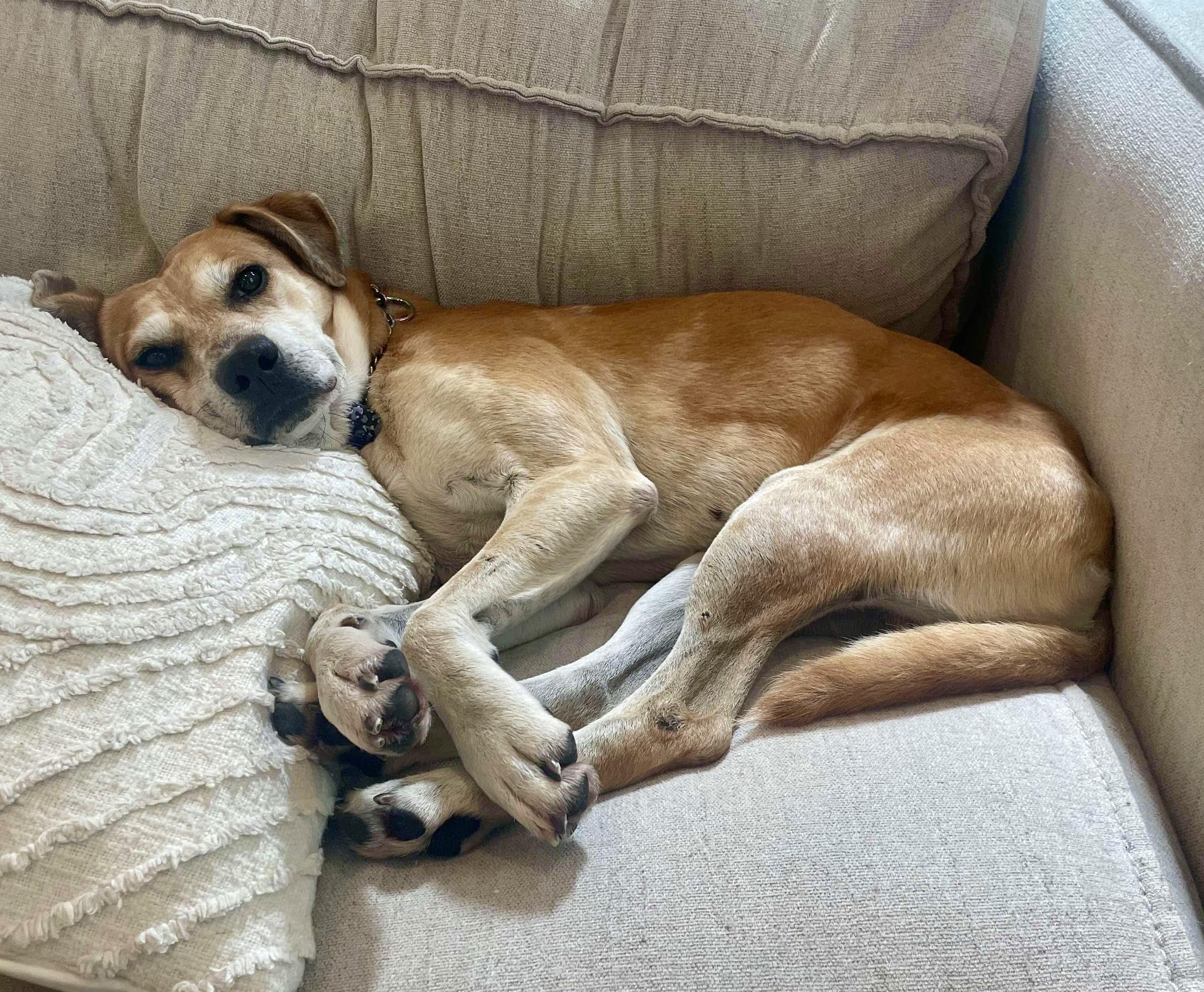 Enlarge Henry, a Adoptable mixed breed in Grand Rapids, MI image 4/5