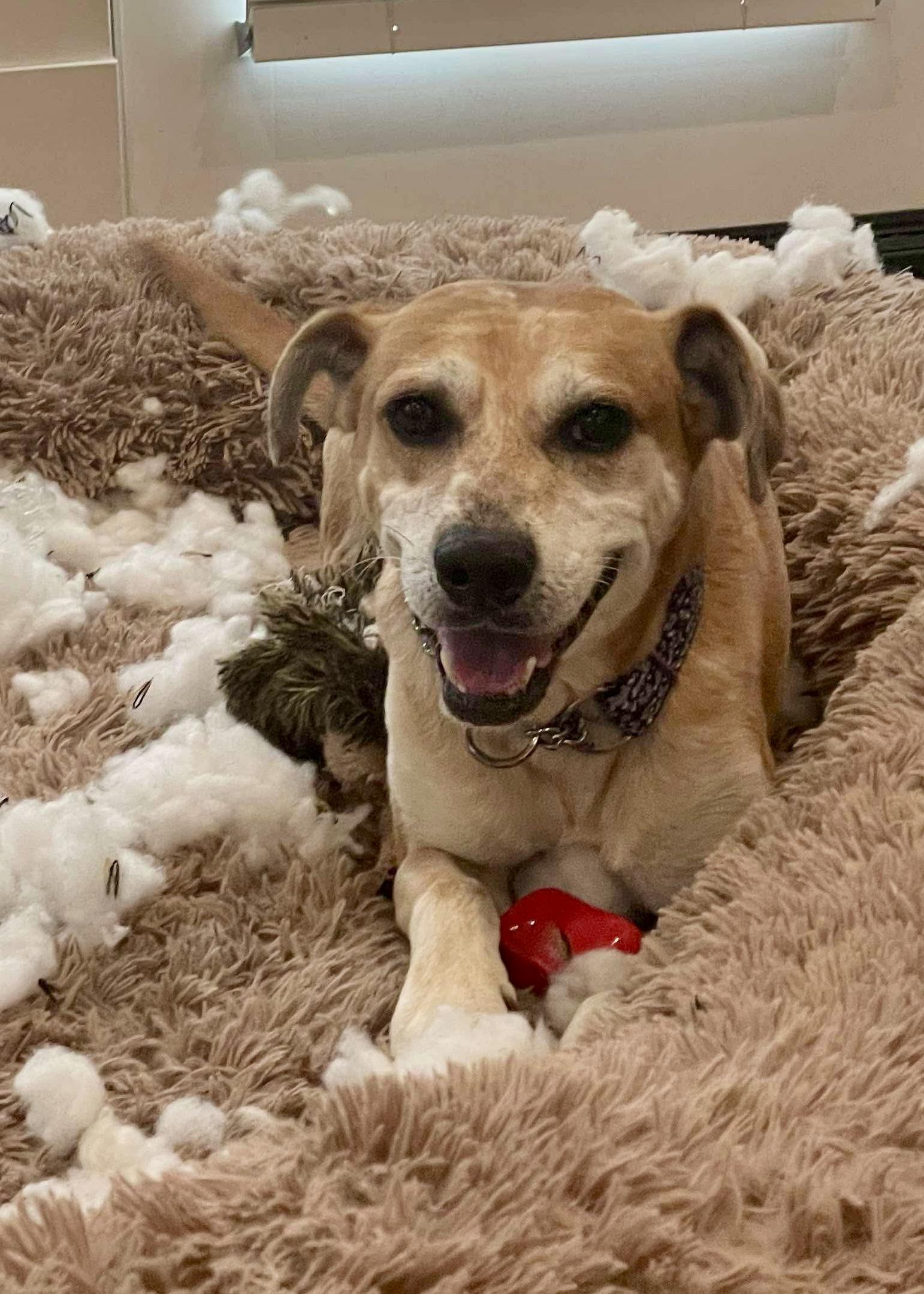 Enlarge Henry, a Adoptable mixed breed in Grand Rapids, MI image 3/5