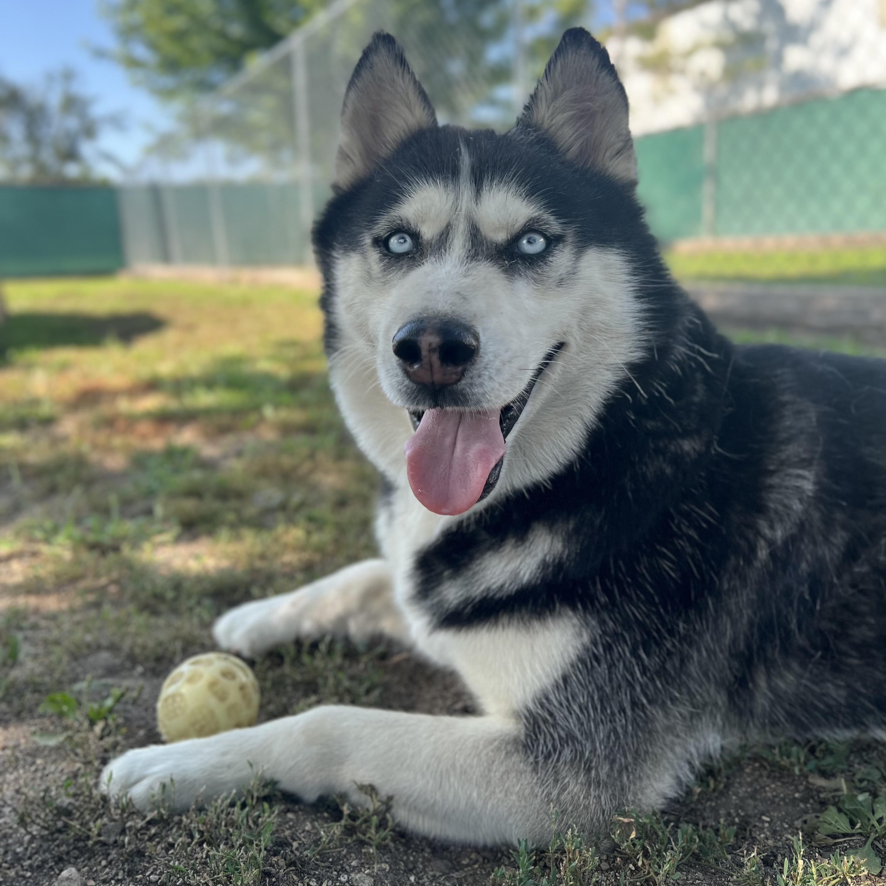 Hansel, an adopted Husky in Fairmont, MN image 4/6