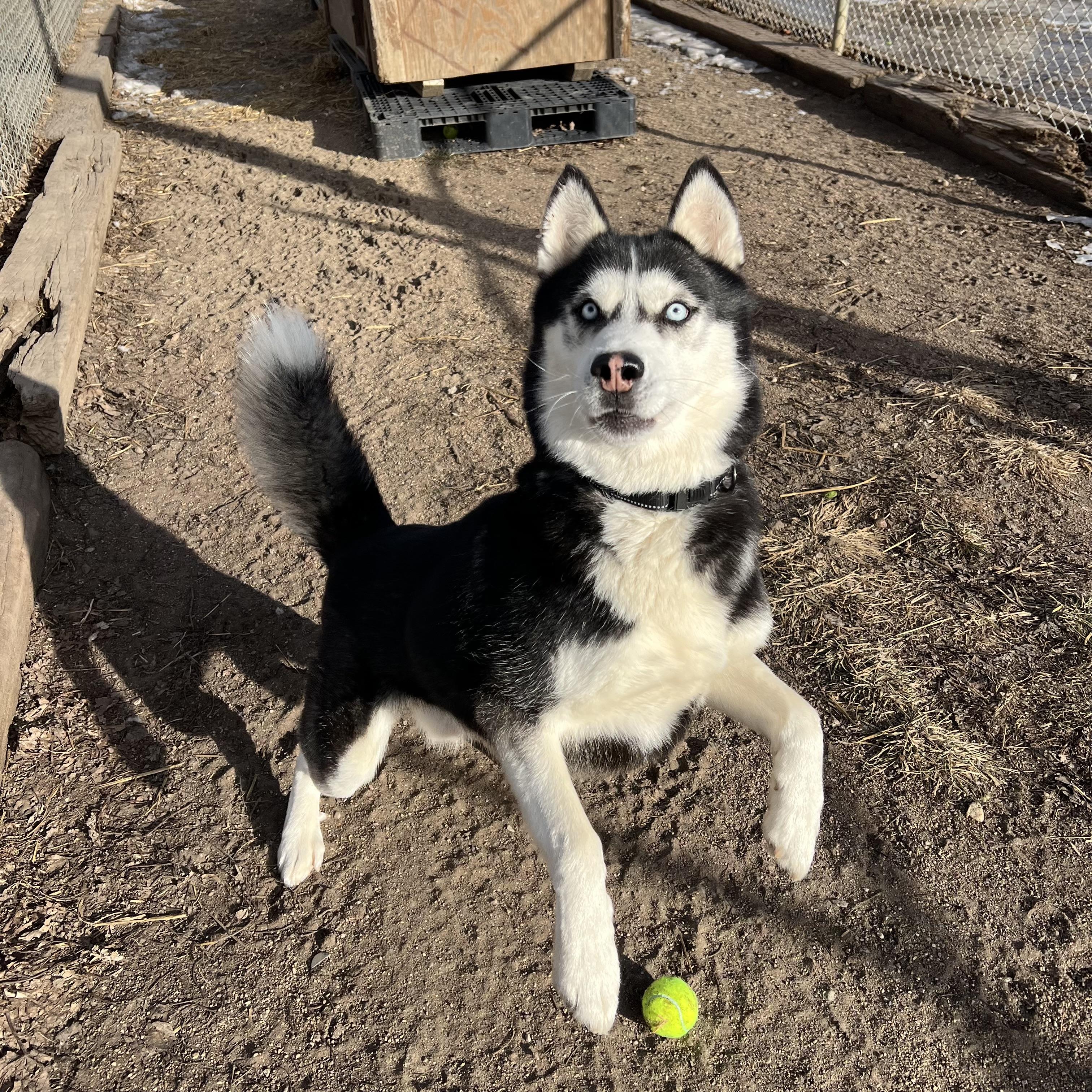 Hansel **NO FEE** (Sponsored by Hawkins Chevrolet), a ADOPTABLE Husky in Fairmont, MN image 2/6