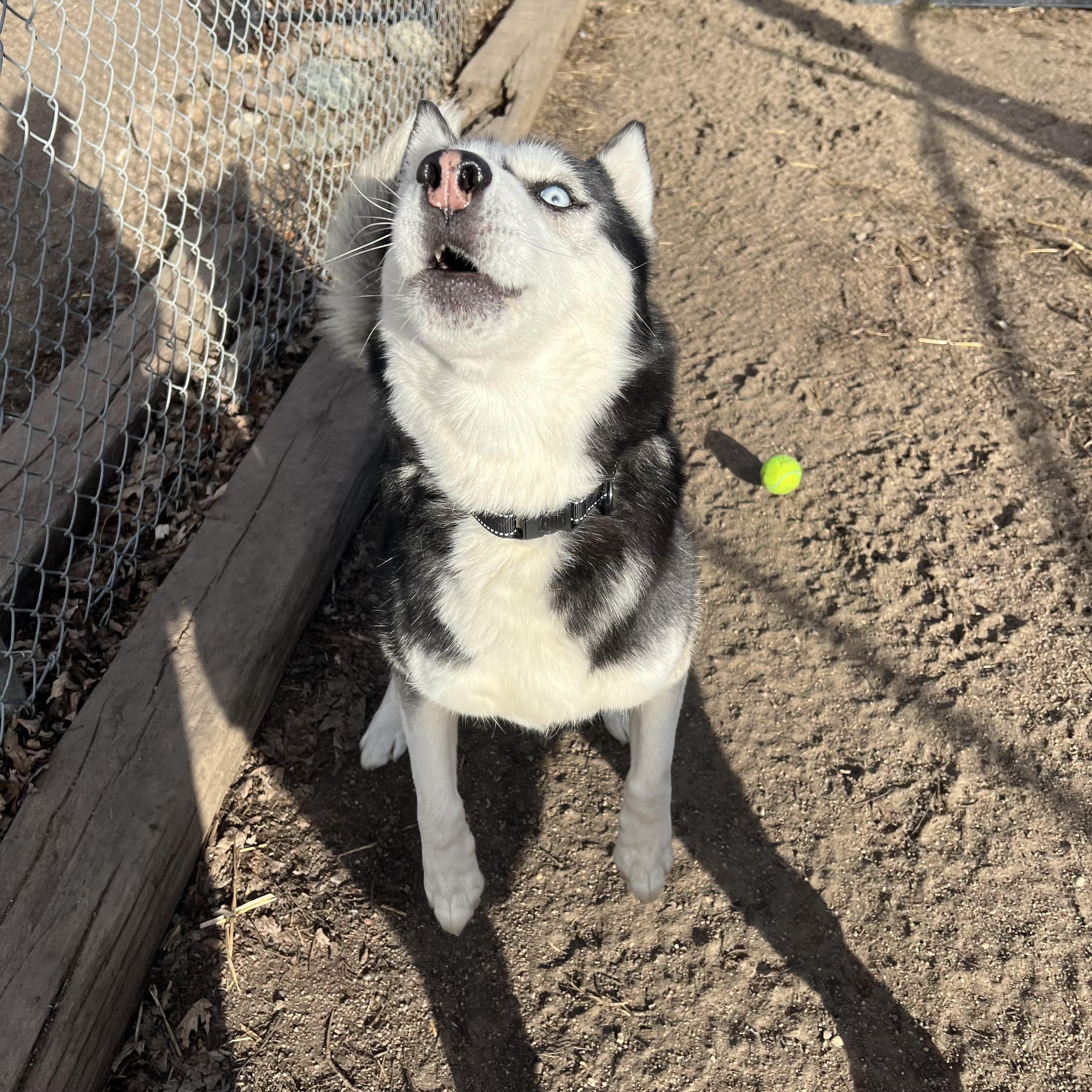 Hansel **NO FEE** (Sponsored by Hawkins Chevrolet), a ADOPTABLE Husky in Fairmont, MN image 6/6