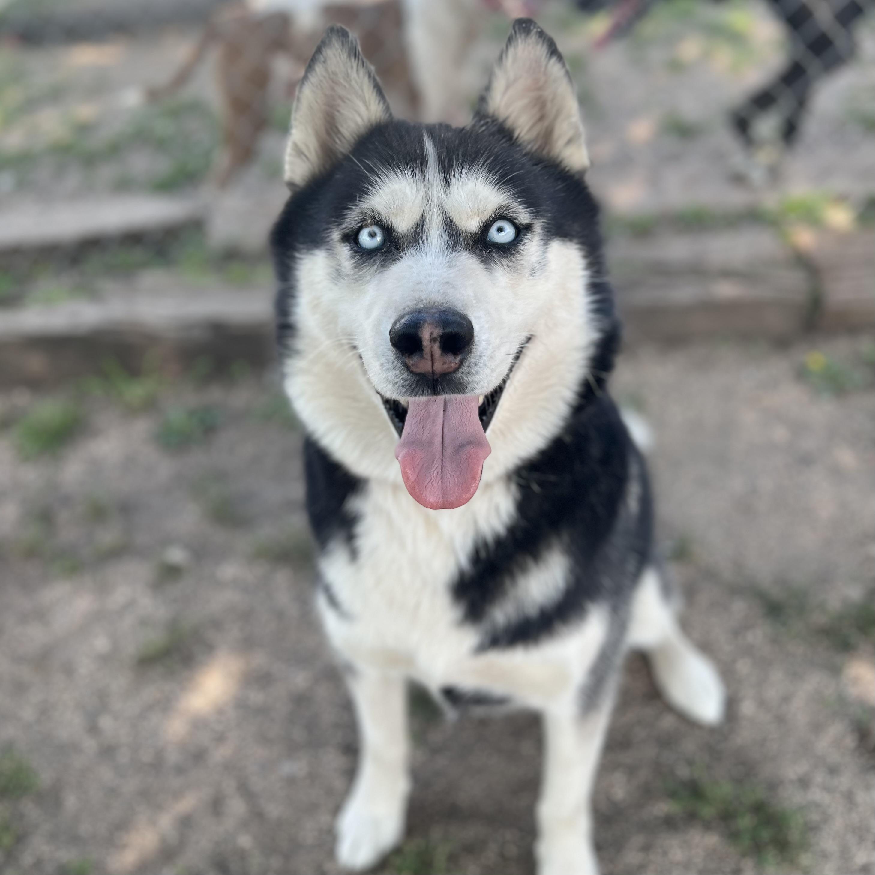 Hansel, an adopted Husky in Fairmont, MN image 1/6