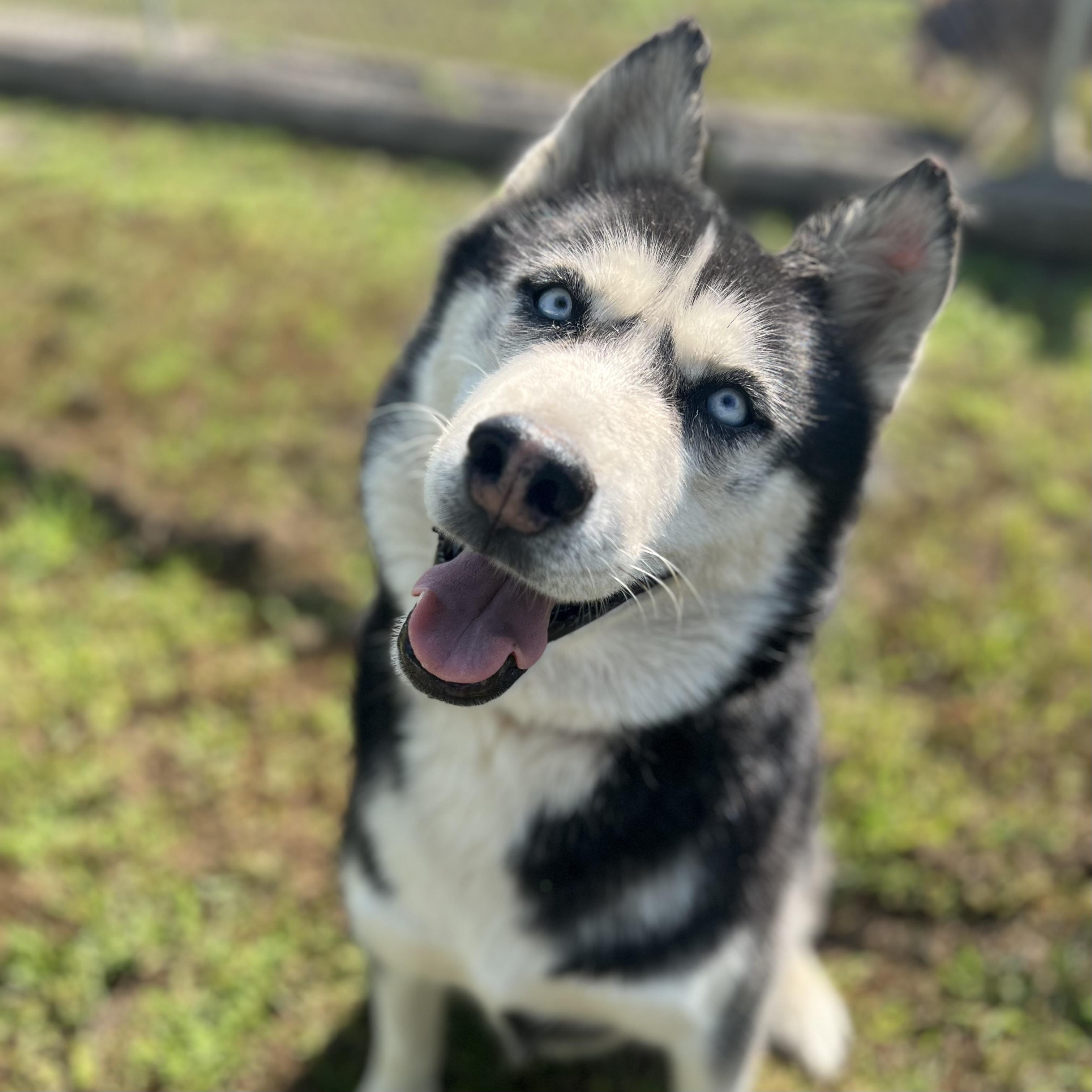 Hansel, an adopted Husky in Fairmont, MN image 2/6
