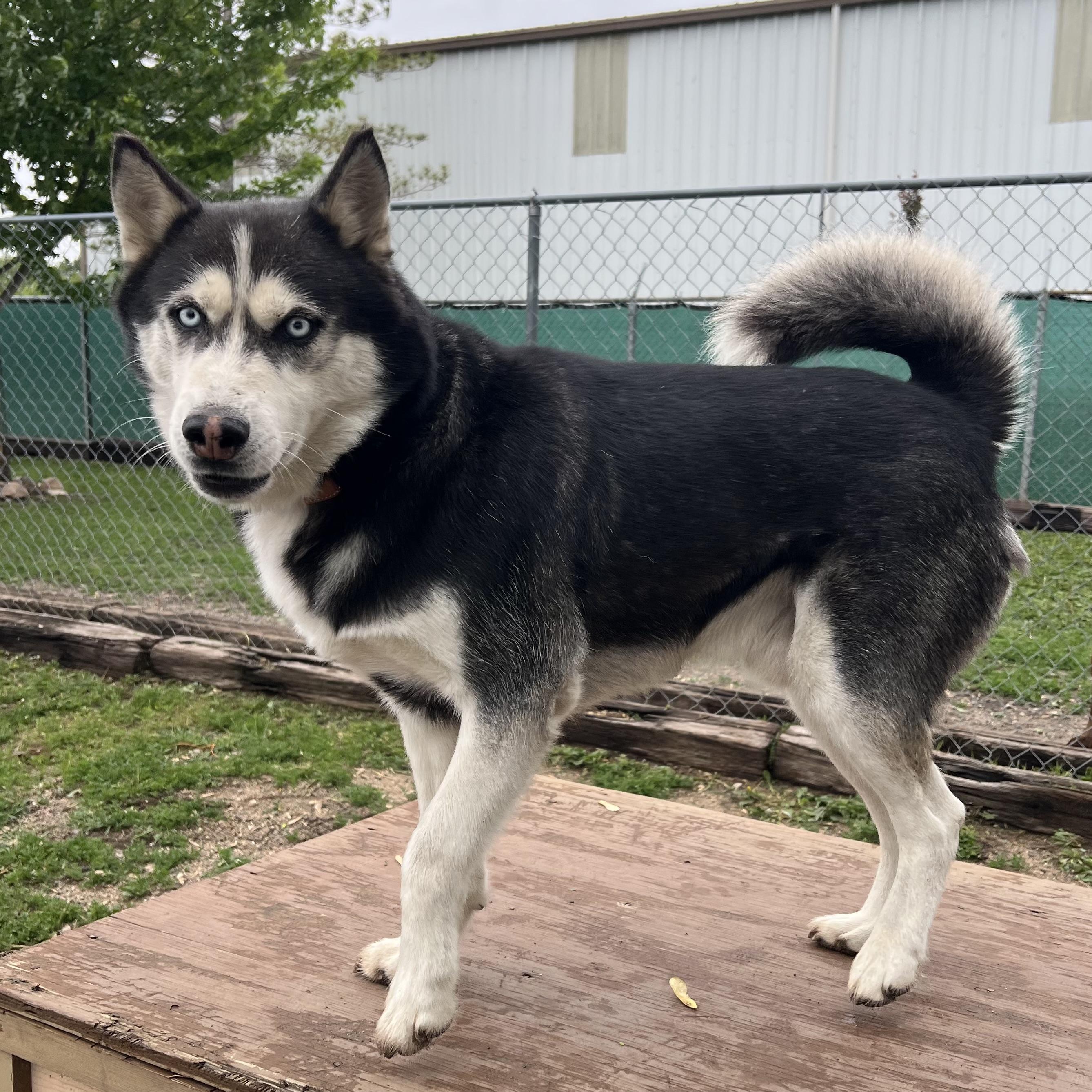 Enlarge Hansel **NO FEE** (Sponsored by Figueroa’s Construction), a ADOPTABLE Husky in Fairmont, MN image 3/6
