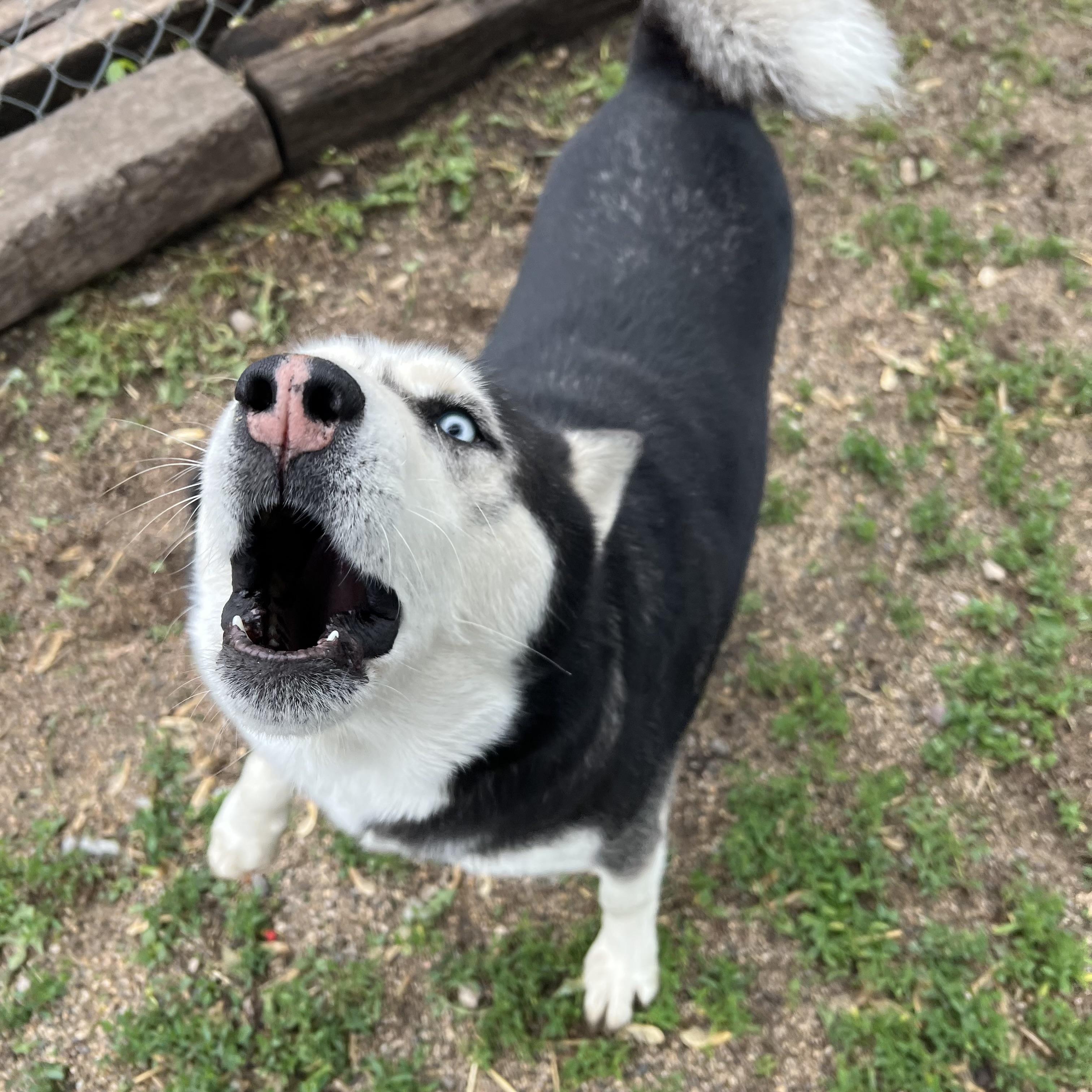 Enlarge Hansel **NO FEE** (Sponsored by Figueroa’s Construction), a ADOPTABLE Husky in Fairmont, MN image 6/6