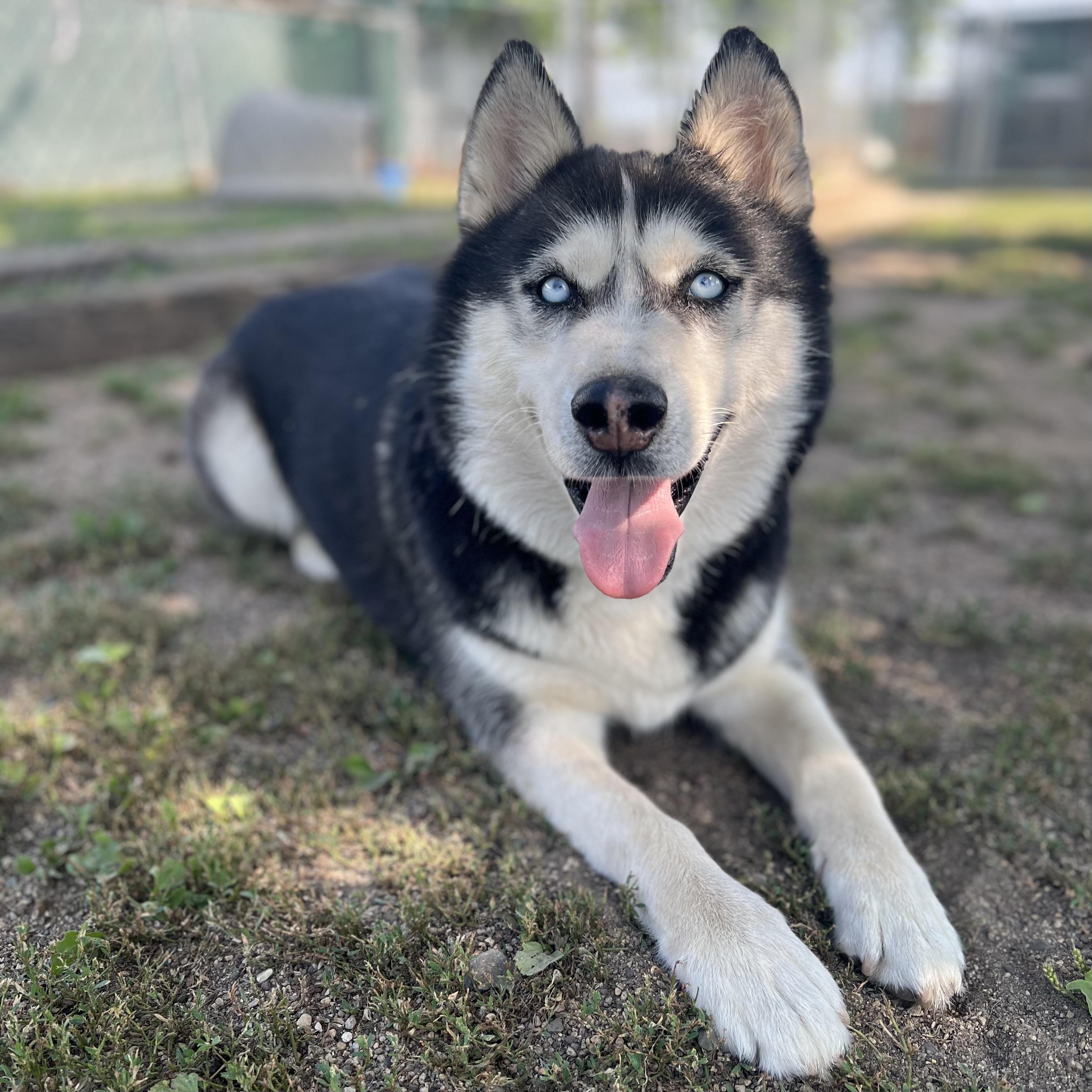 Hansel, an adopted Husky in Fairmont, MN image 3/6