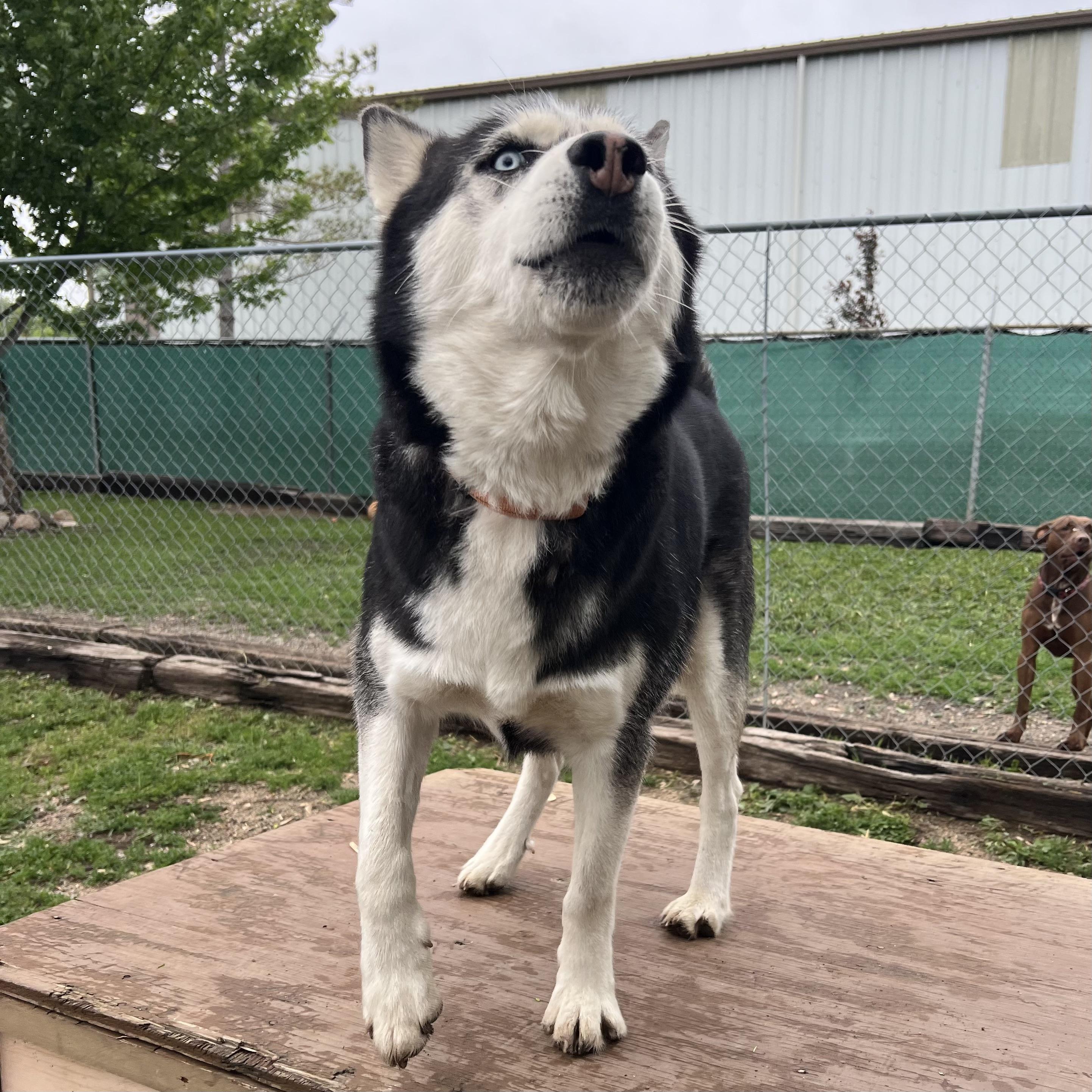 Enlarge Hansel **NO FEE** (Sponsored by Figueroa’s Construction), a ADOPTABLE Husky in Fairmont, MN image 5/6
