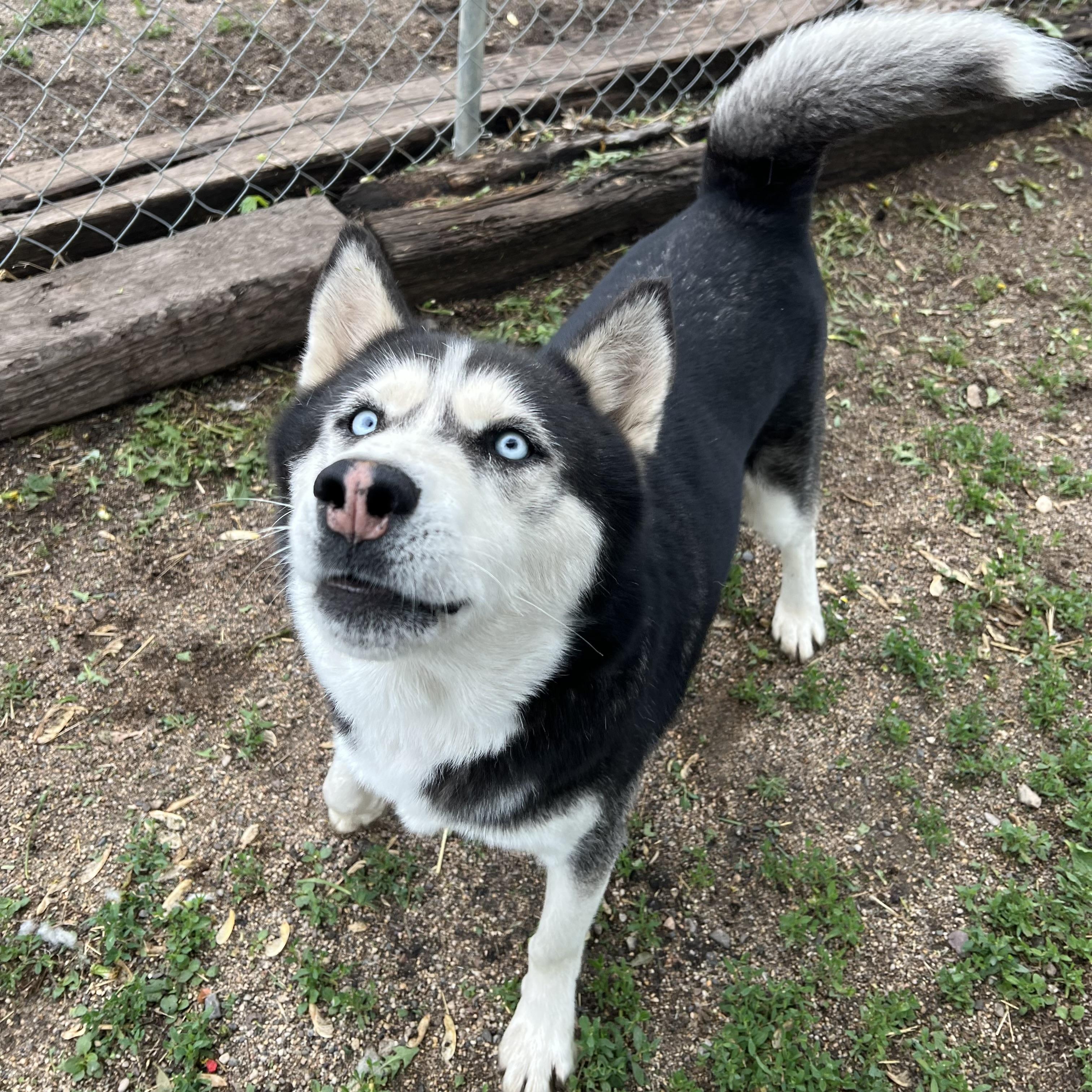Enlarge Hansel **NO FEE** (Sponsored by Figueroa’s Construction), a ADOPTABLE Husky in Fairmont, MN image 2/6