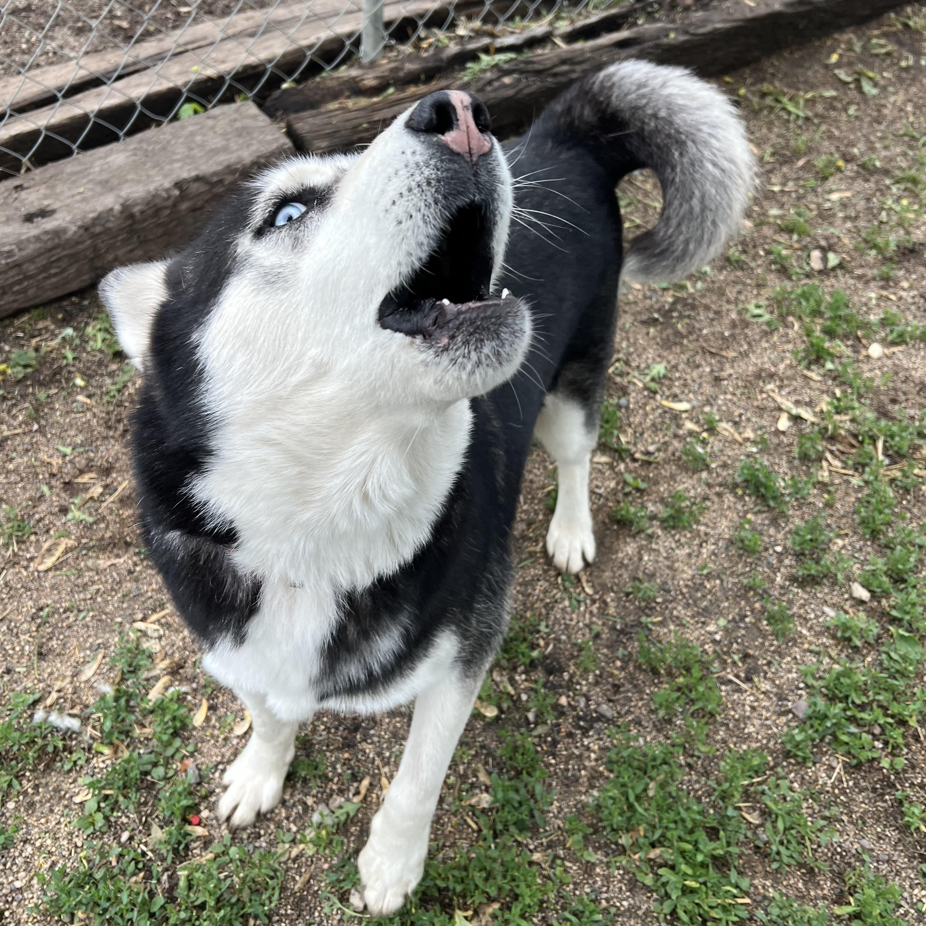 Enlarge Hansel **NO FEE** (Sponsored by Figueroa’s Construction), a ADOPTABLE Husky in Fairmont, MN image 4/6