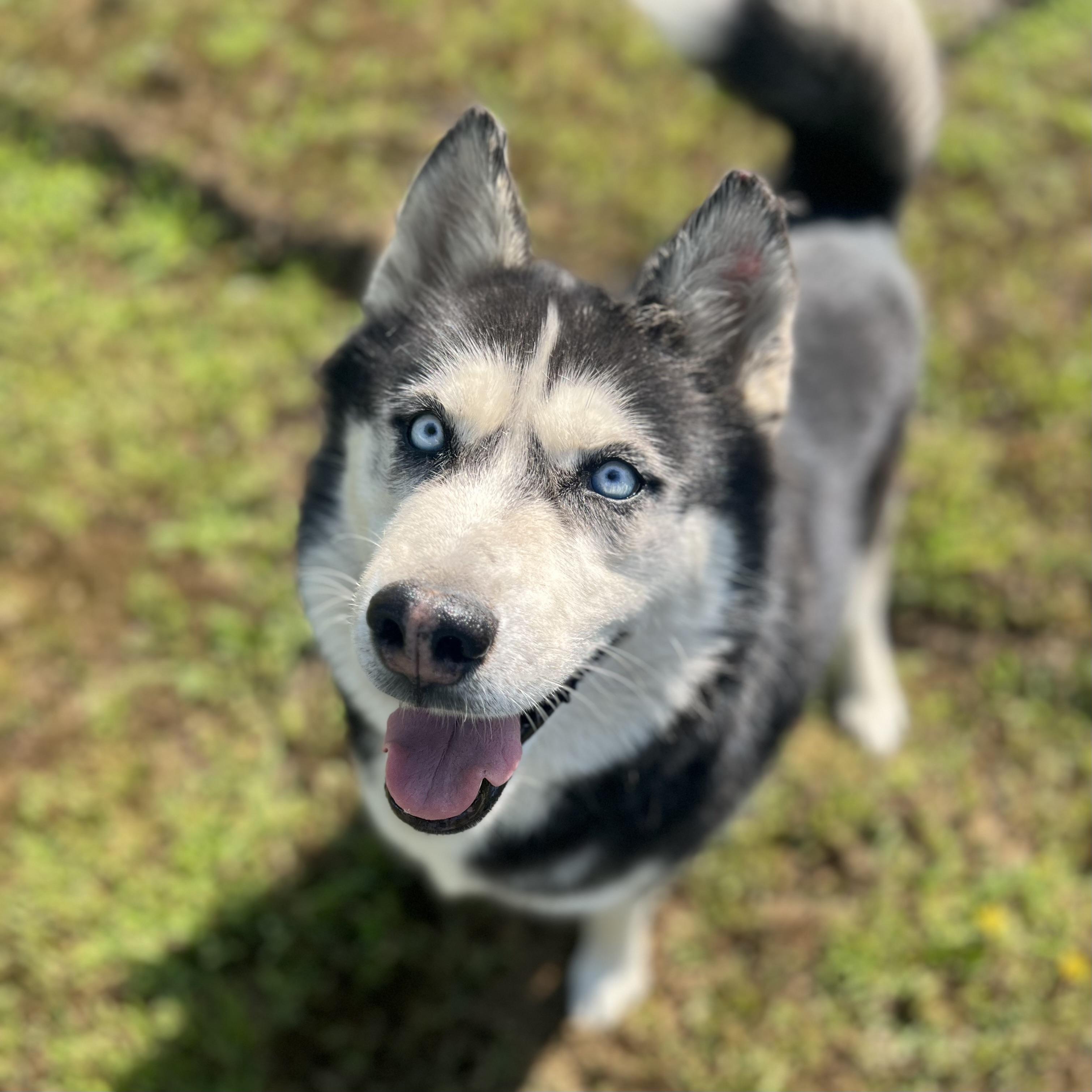 Hansel, an adopted Husky in Fairmont, MN image 6/6