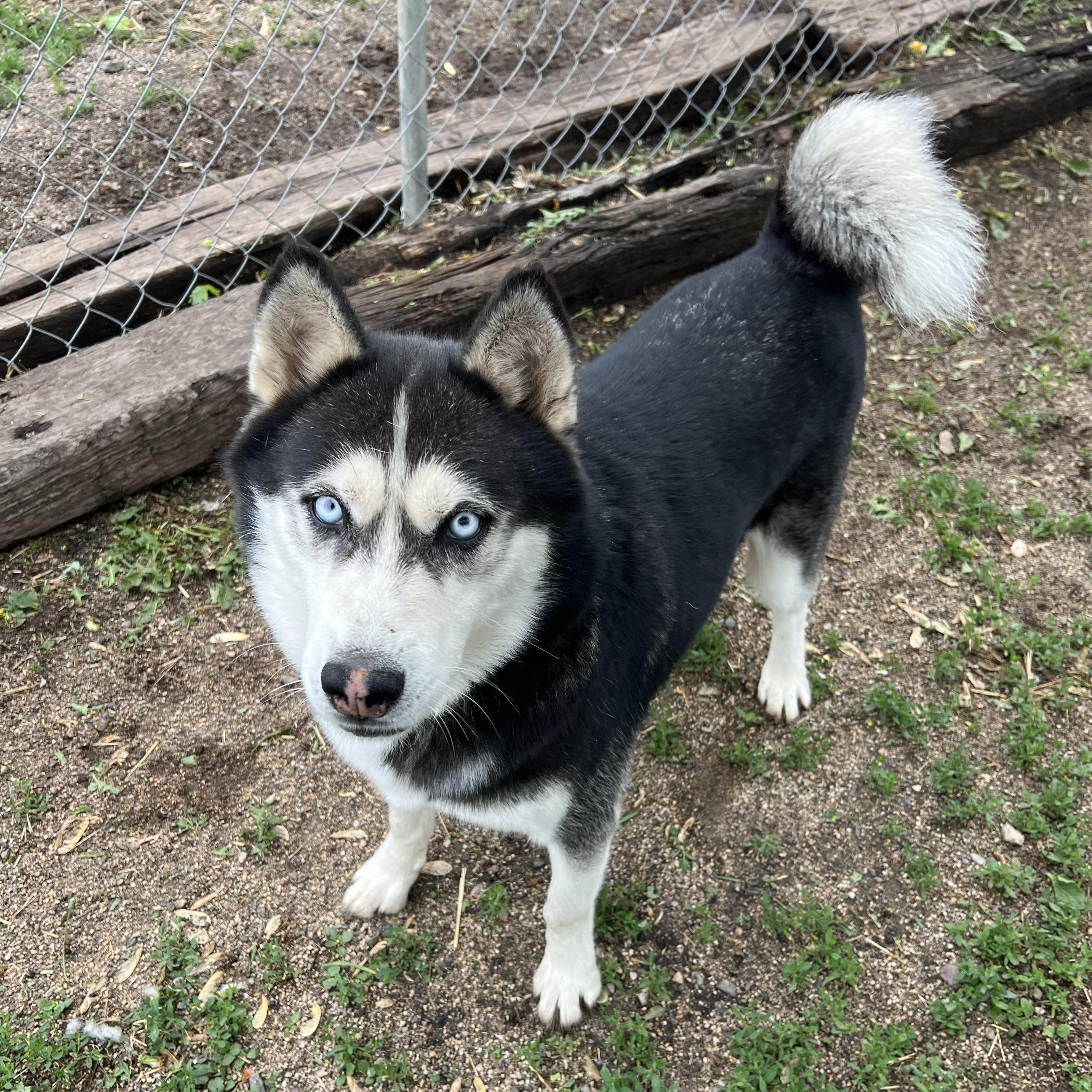 Enlarge Hansel **NO FEE** (Sponsored by Figueroa’s Construction), a ADOPTABLE Husky in Fairmont, MN image 1/6