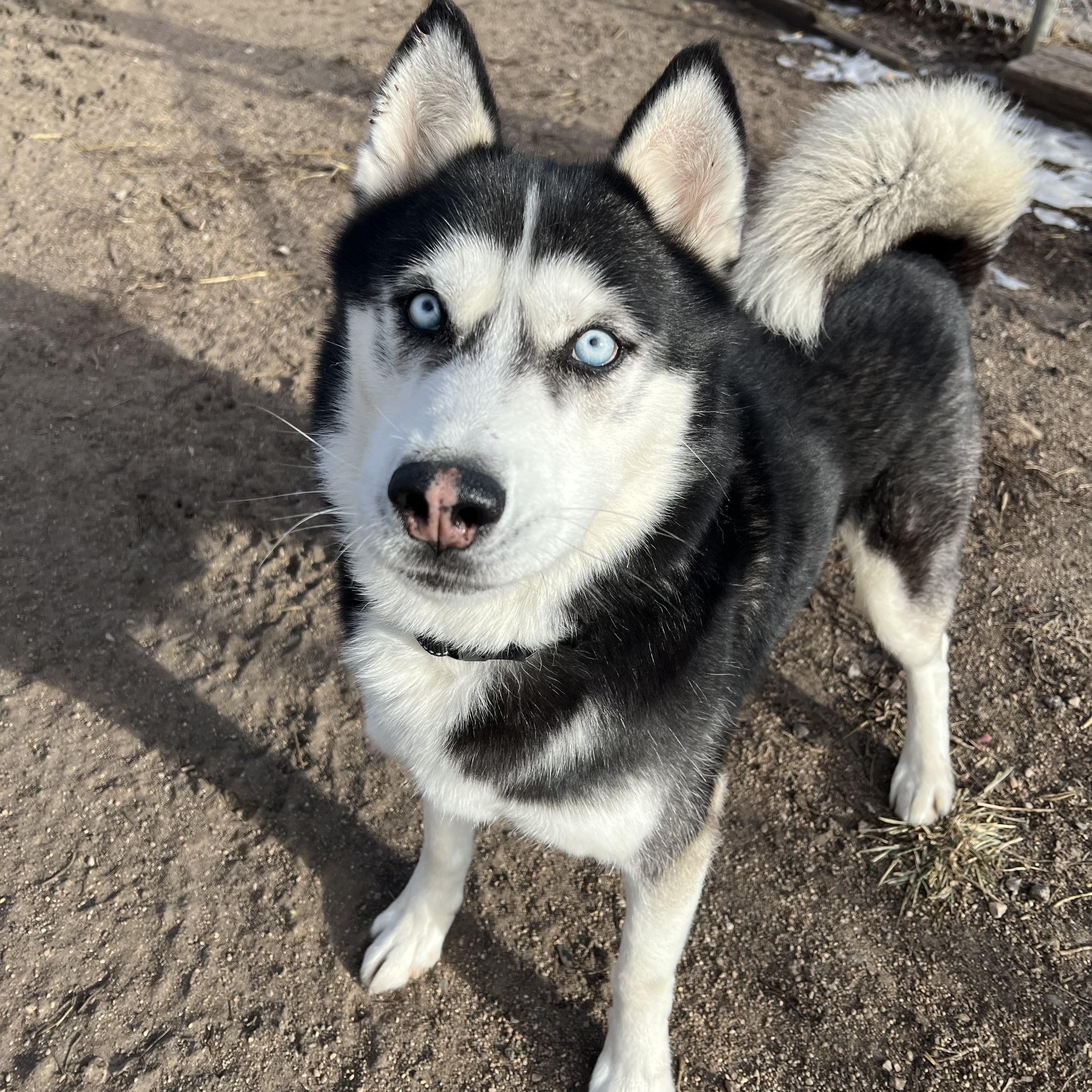 Hansel **NO FEE** (Sponsored by Hawkins Chevrolet), a ADOPTABLE Husky in Fairmont, MN image 4/6
