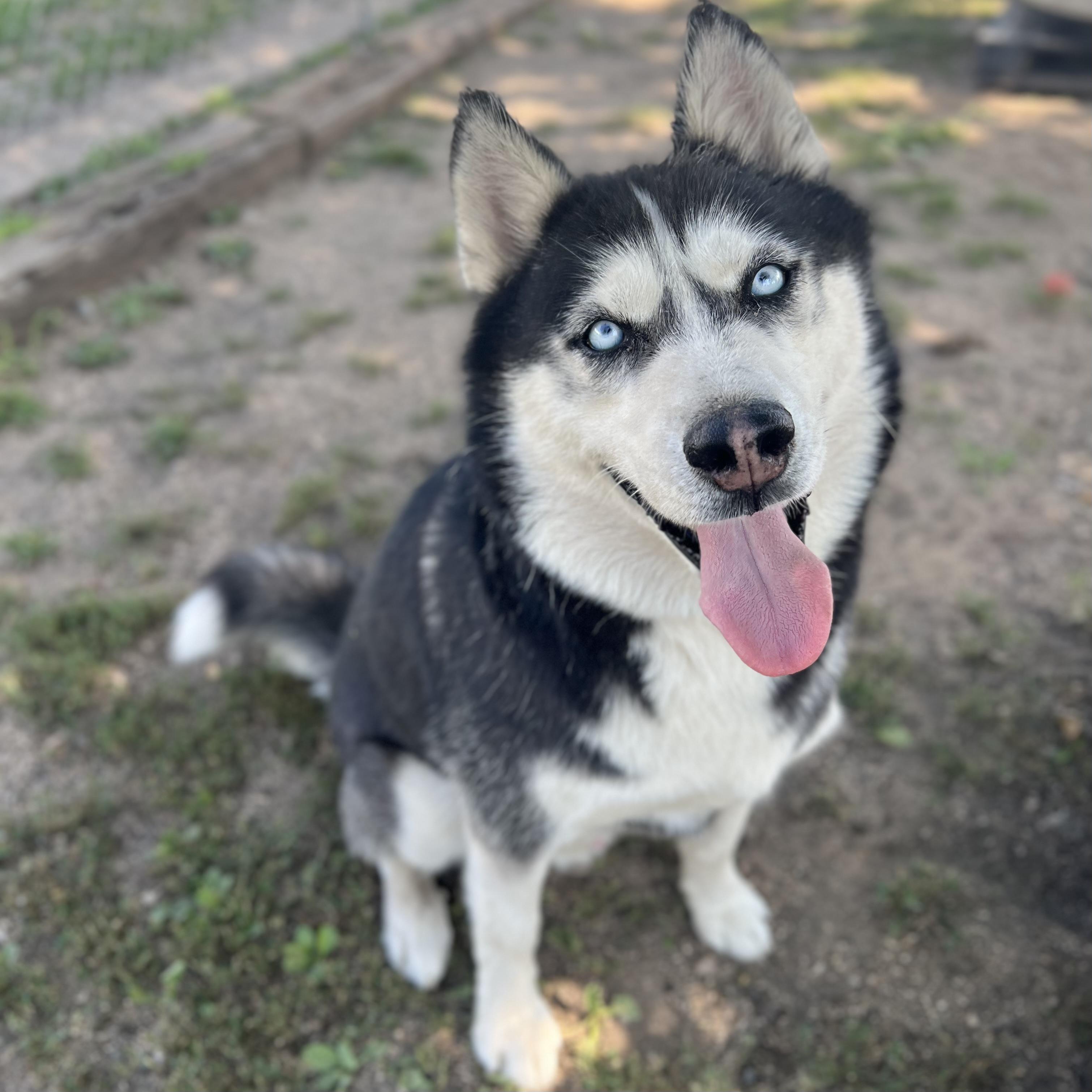 Hansel, an adopted Husky in Fairmont, MN image 5/6