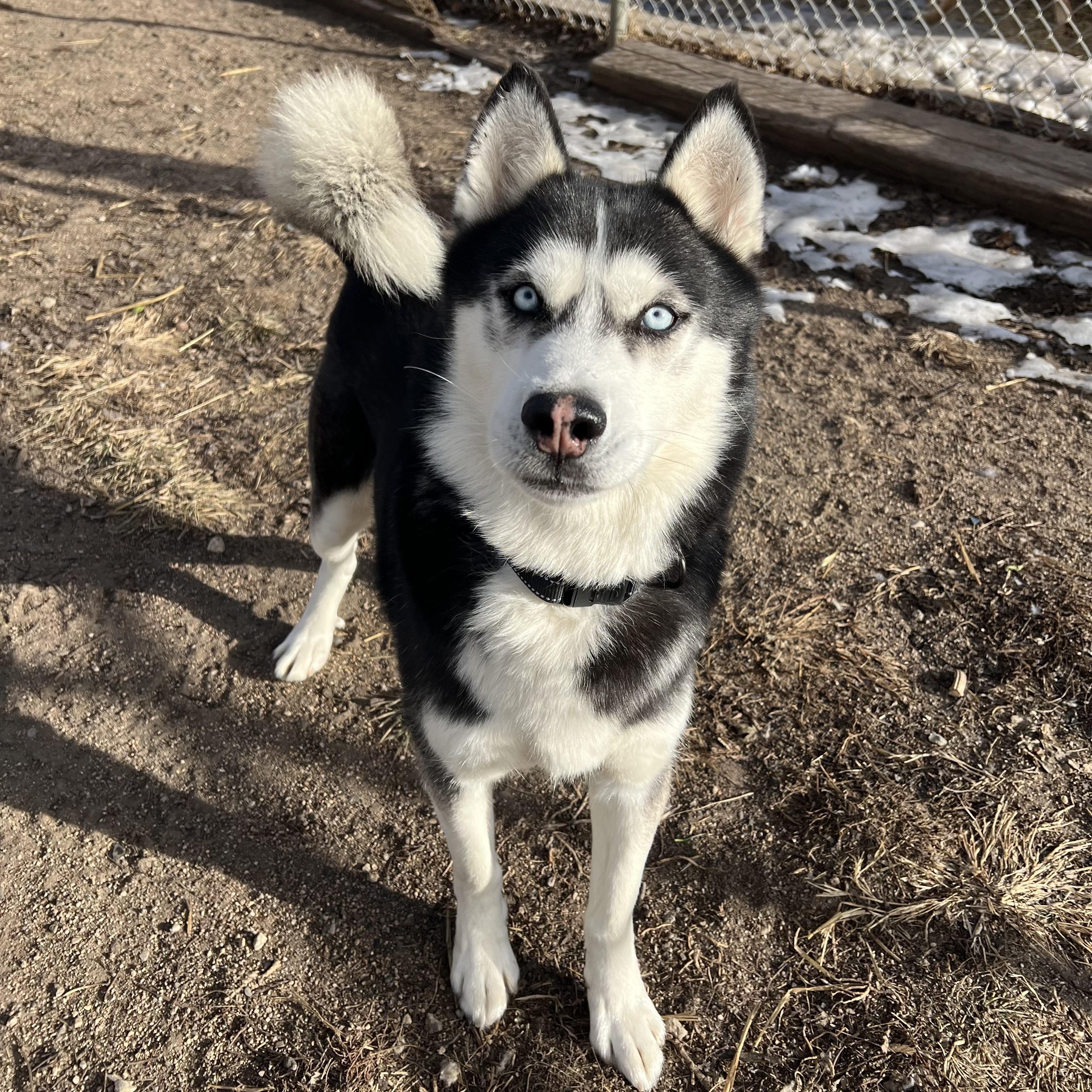 Hansel **NO FEE** (Sponsored by Hawkins Chevrolet), a ADOPTABLE Husky in Fairmont, MN image 5/6
