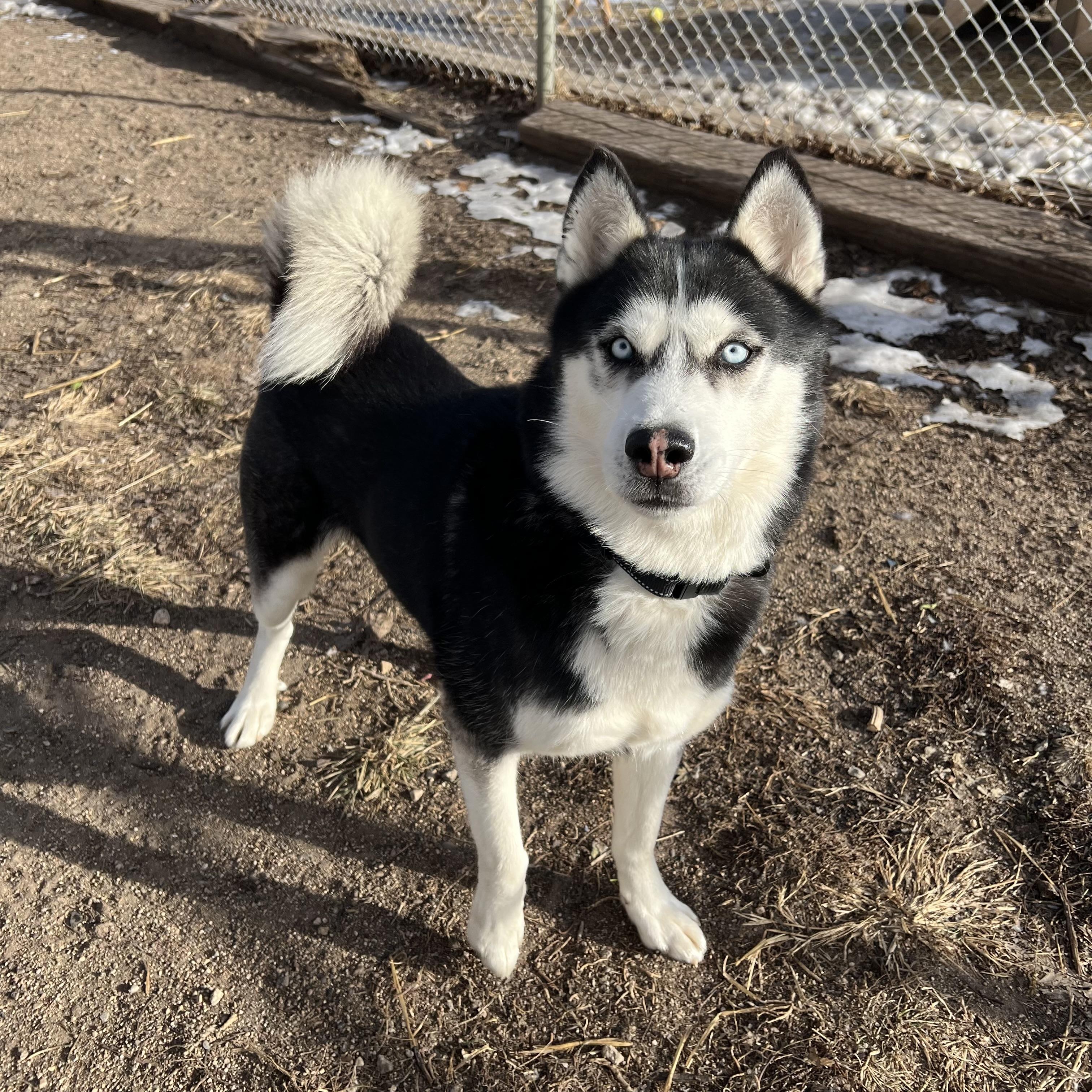Hansel **NO FEE** (Sponsored by Hawkins Chevrolet), a ADOPTABLE Husky in Fairmont, MN image 1/6