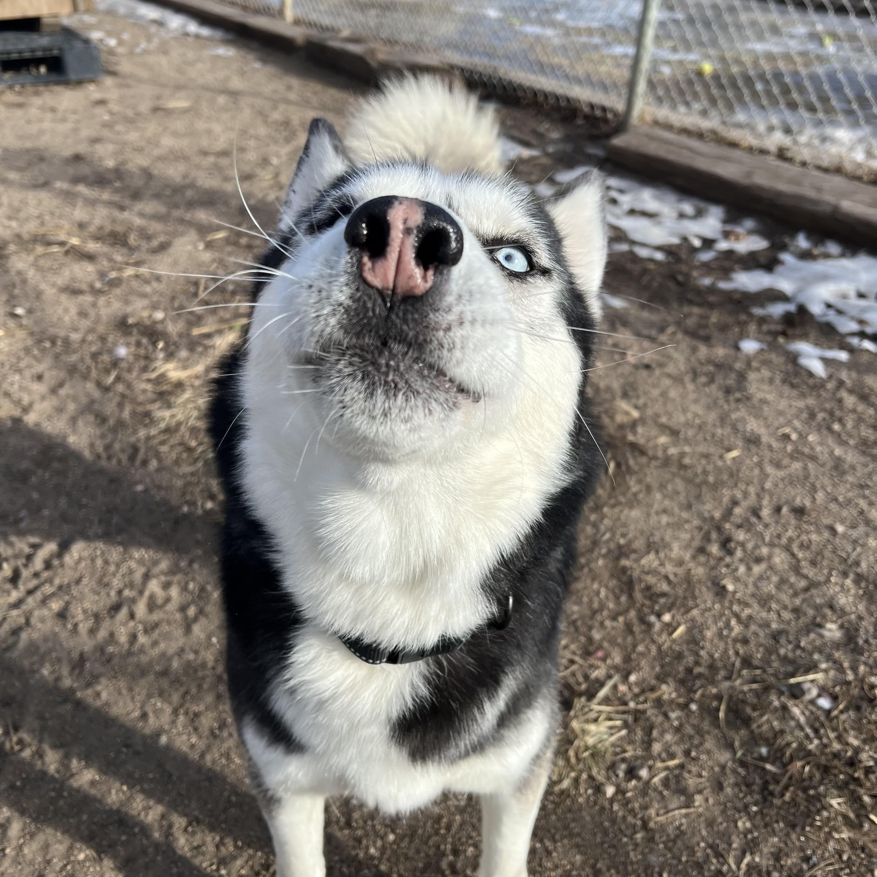 Hansel **NO FEE** (Sponsored by Hawkins Chevrolet), a ADOPTABLE Husky in Fairmont, MN image 3/6