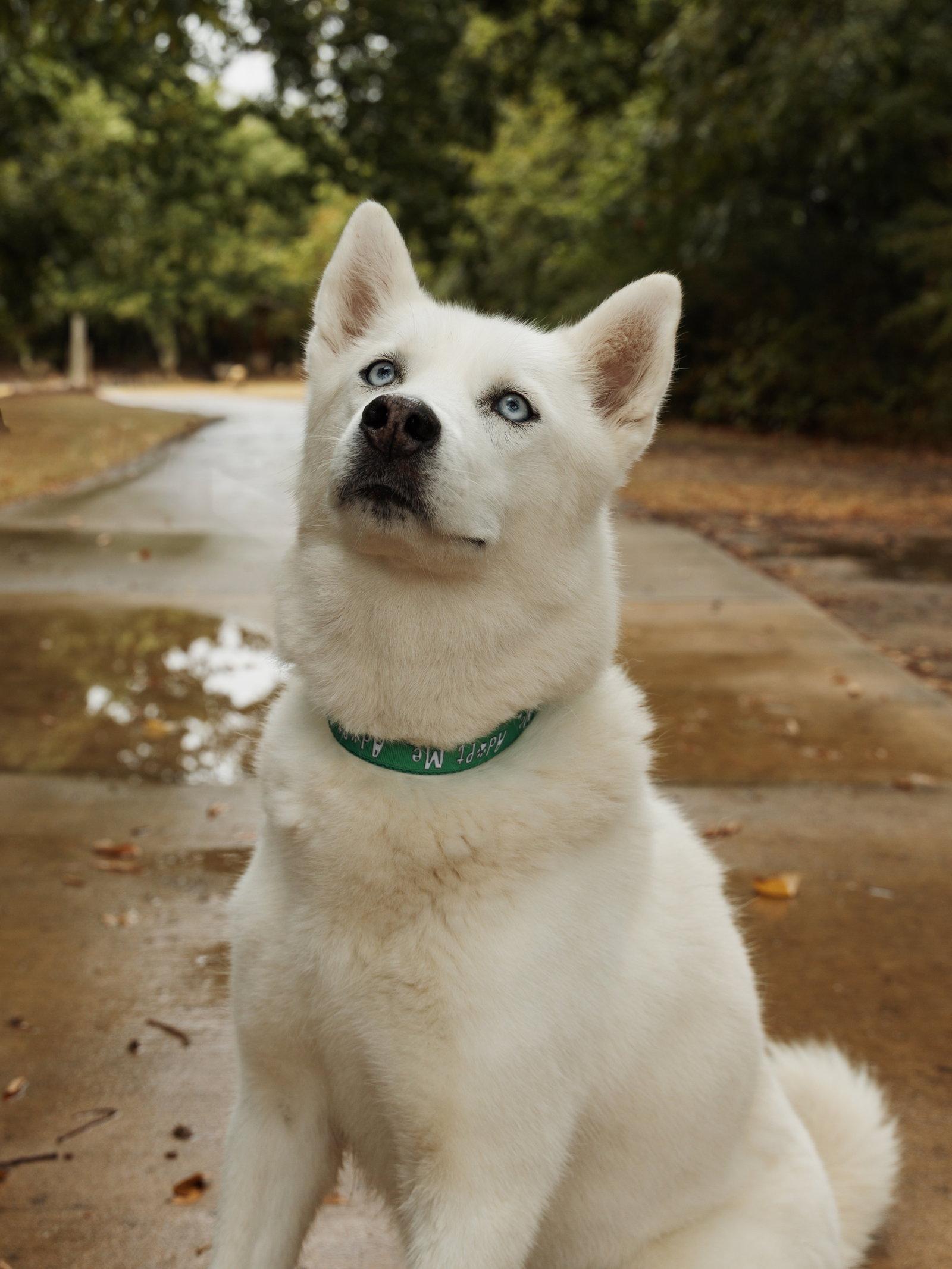 Elodie *Foster Needed*, Adoptable, Young Female Siberian Husky.