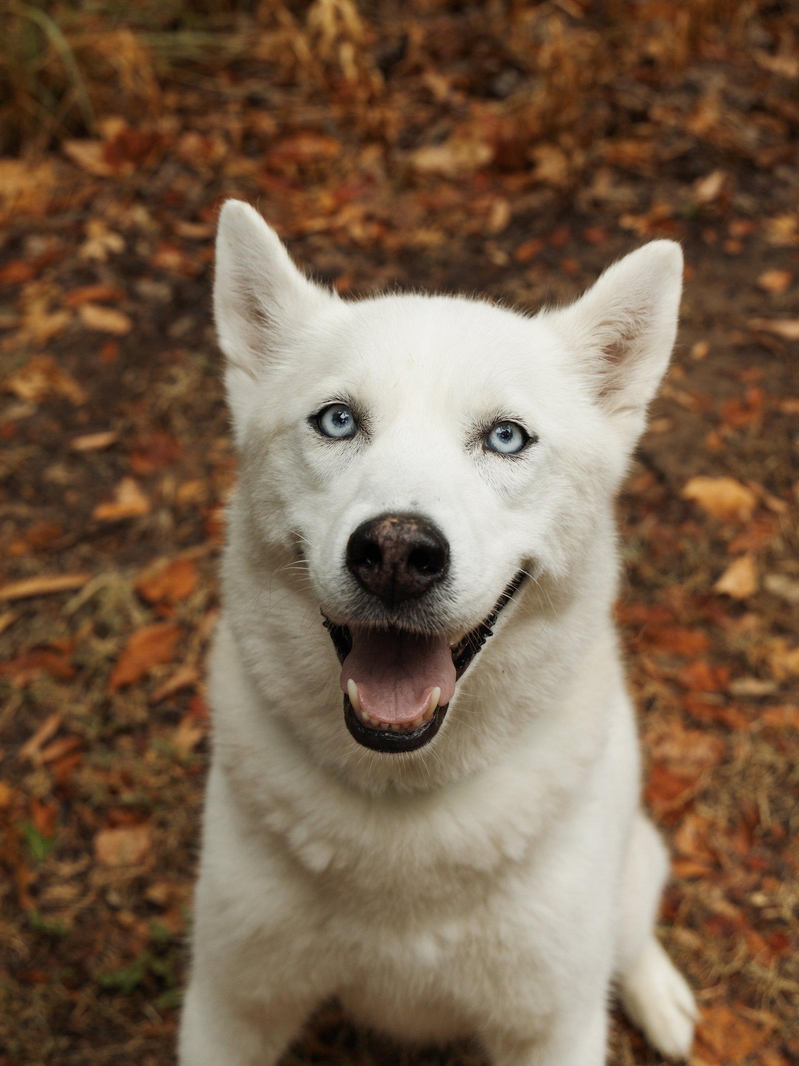Enlarge Elodie *Foster Needed*, a Adoptable Siberian Husky in Carrollton, TX image 2/3