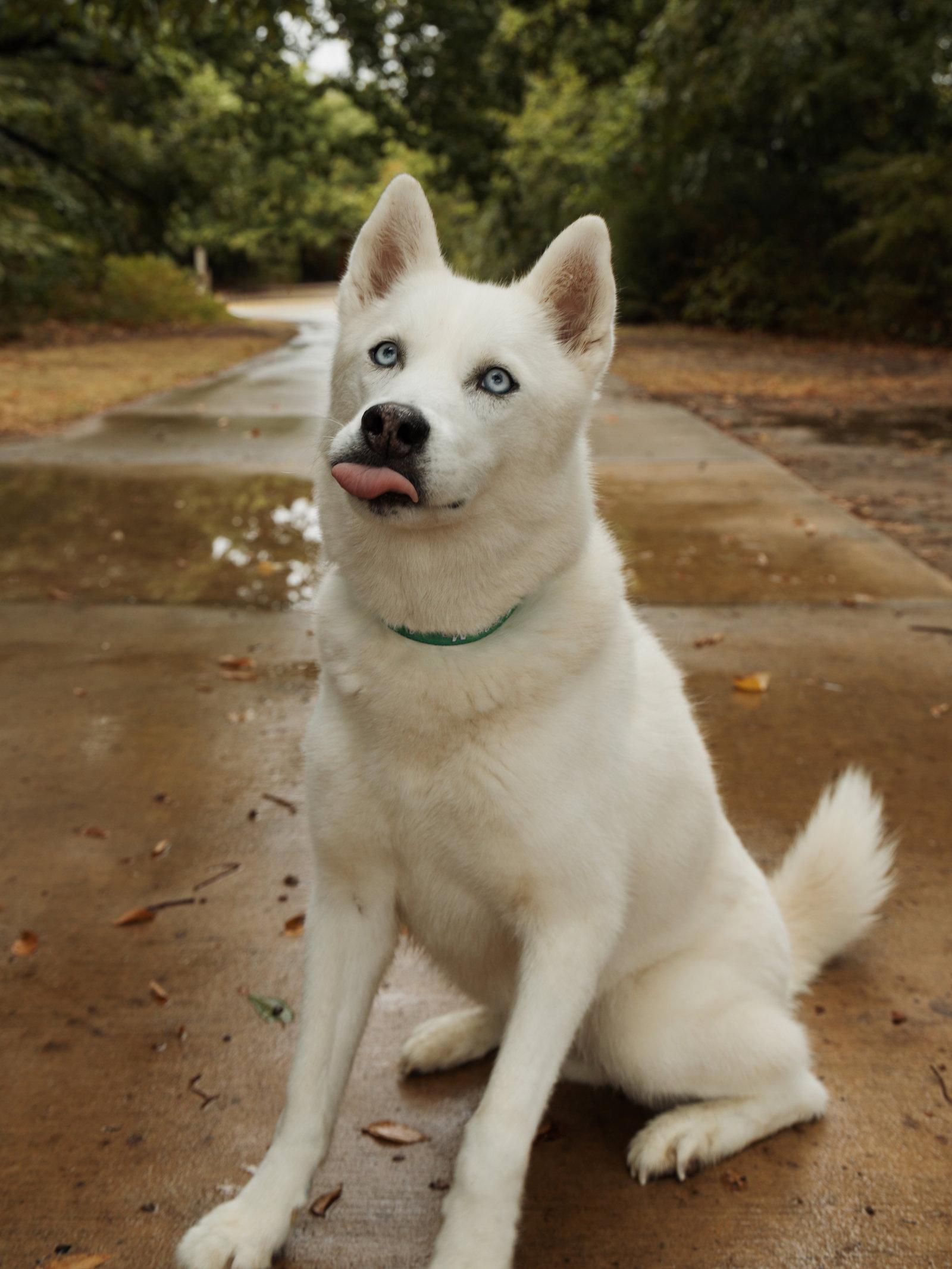 Enlarge Elodie *Foster Needed*, a Adoptable Siberian Husky in Carrollton, TX image 3/3