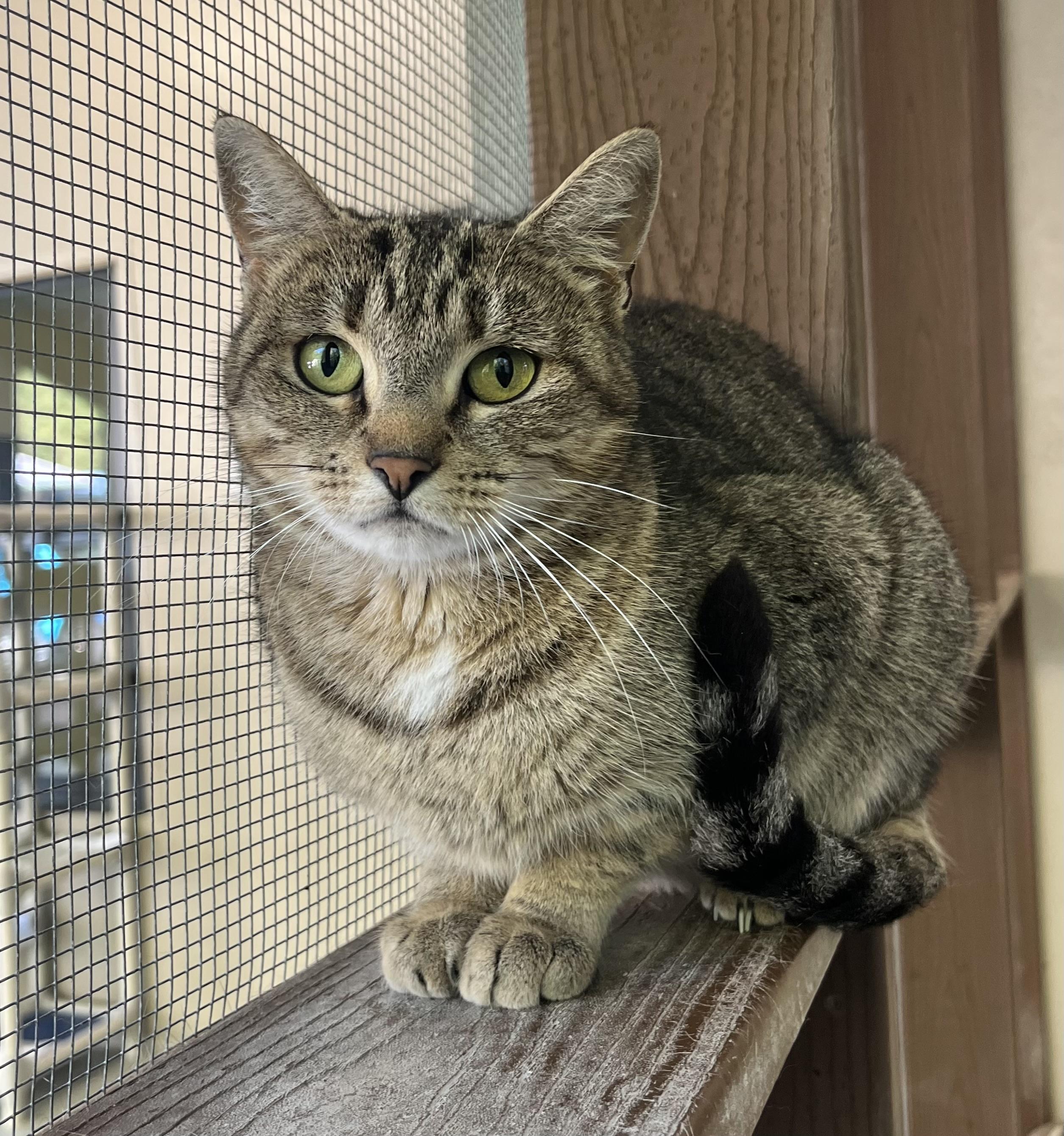 Enlarge Bonnie, a Adoptable mixed breed in Cashiers, NC image 1/4