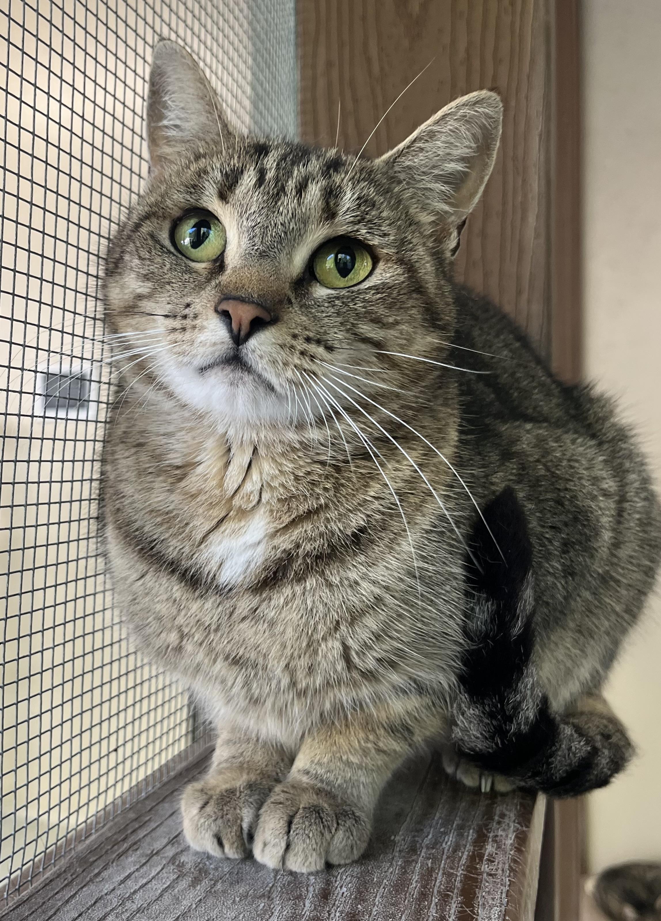 Enlarge Bonnie, a Adoptable mixed breed in Cashiers, NC image 2/4