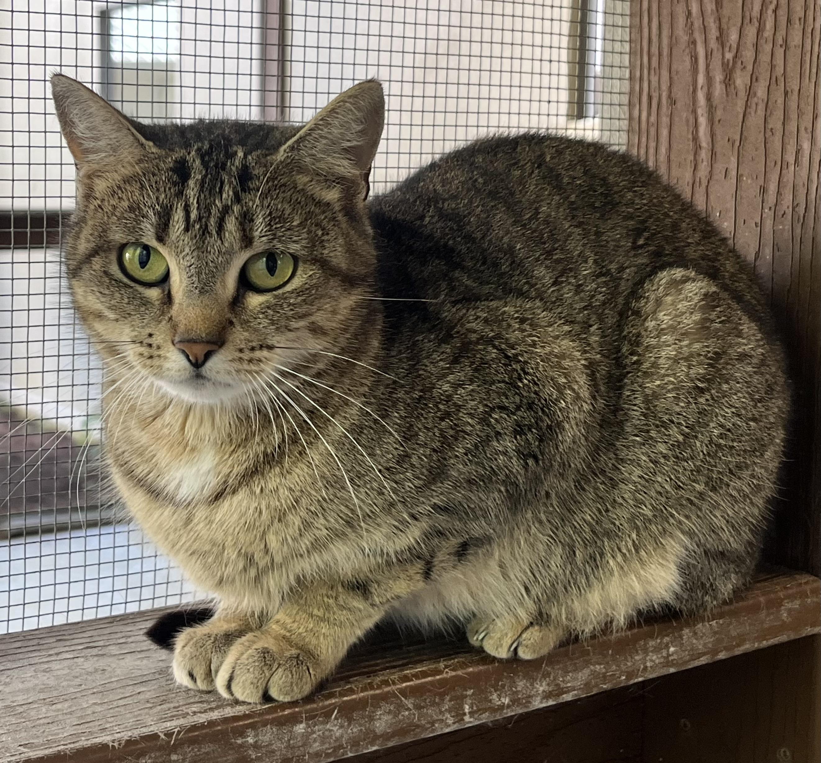 Enlarge Bonnie, a Adoptable mixed breed in Cashiers, NC image 3/4