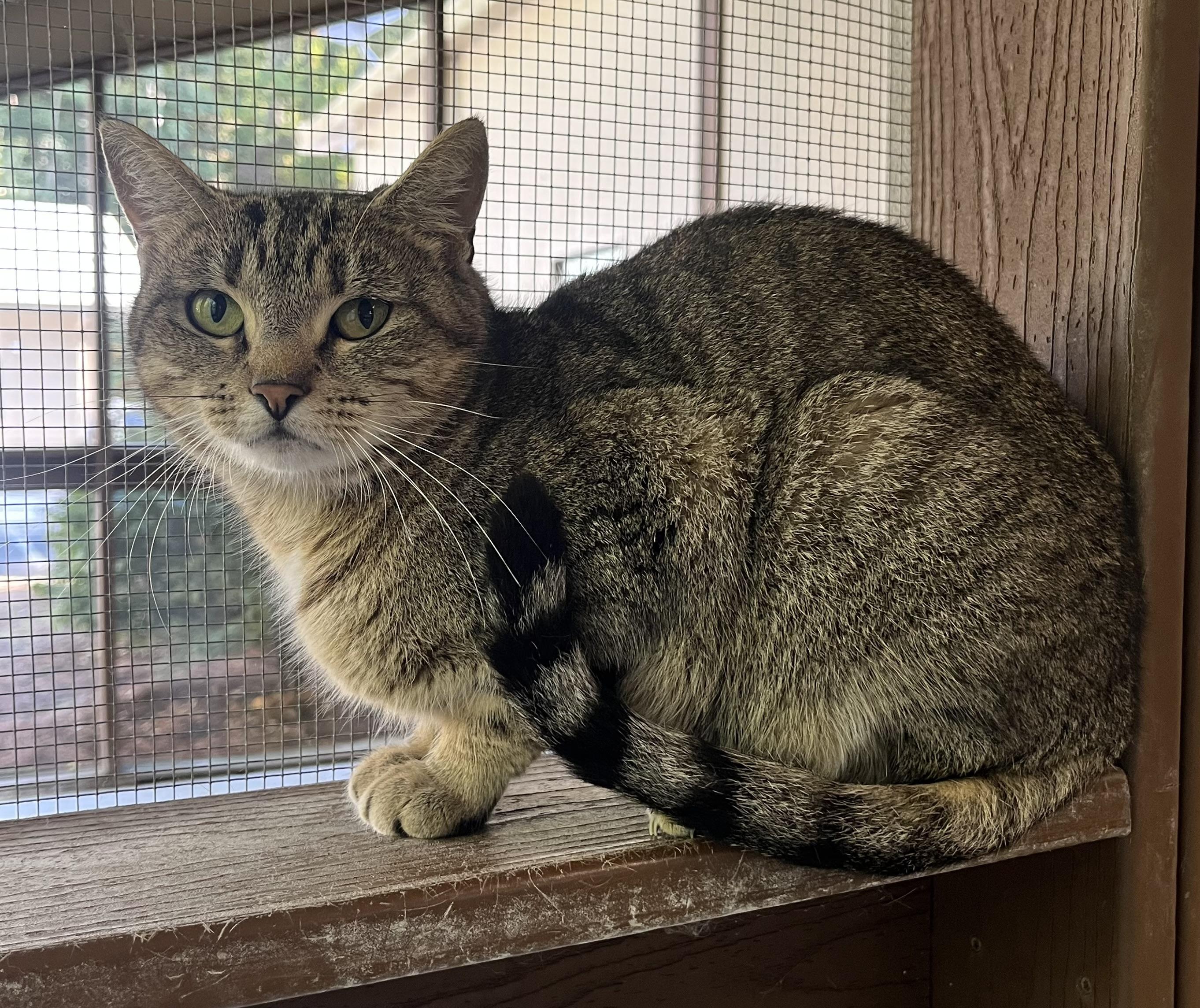 Enlarge Bonnie, a Adoptable mixed breed in Cashiers, NC image 4/4