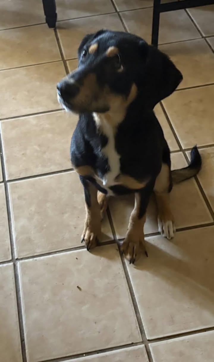 Jim, an adoptable Mixed Breed in Chino valley, AZ image 2/4