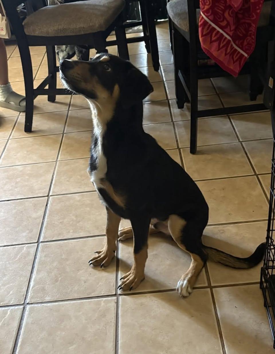 Jim, an adoptable Mixed Breed in Chino valley, AZ image 3/4