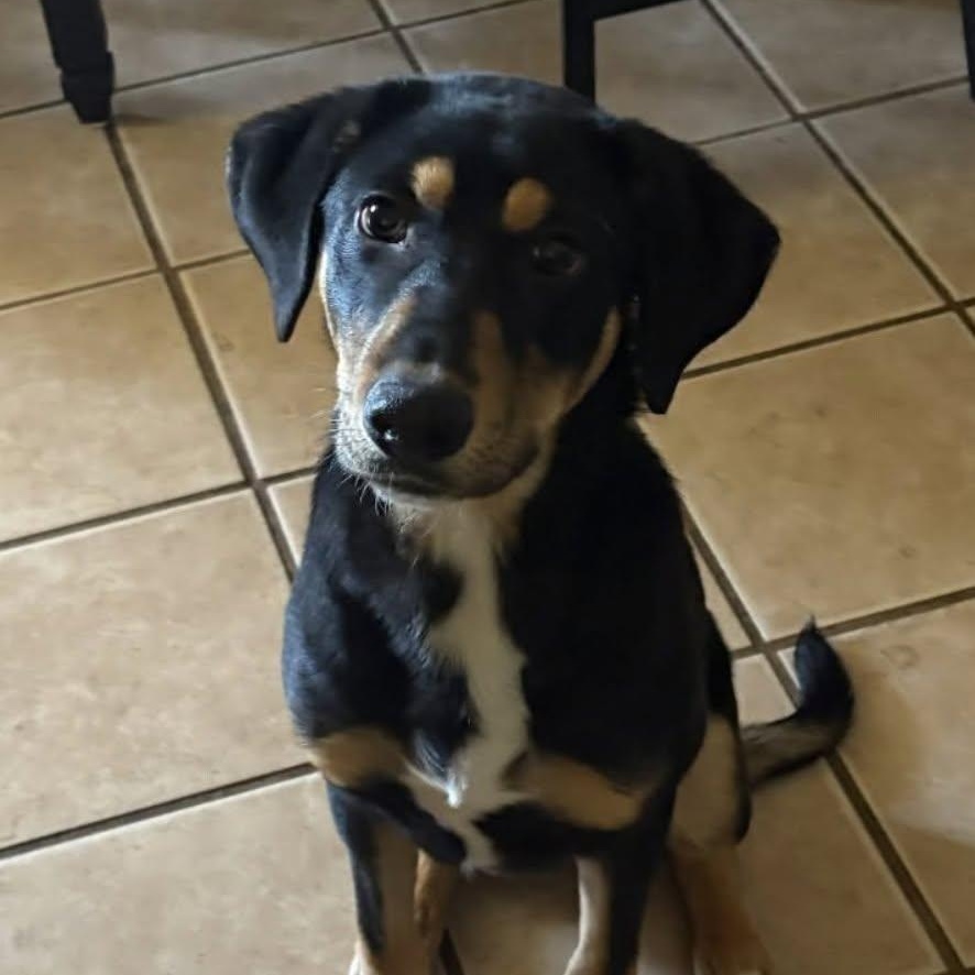 Jim, adoptable, Young Male Mixed Breed.