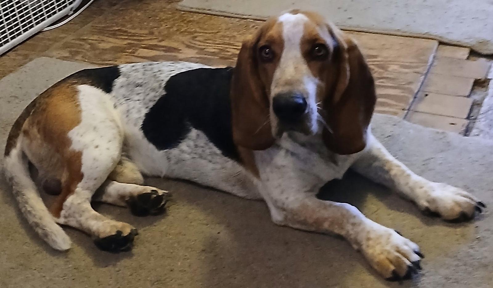 Jasper (Antioch), Adopted, Young Male Basset Hound.